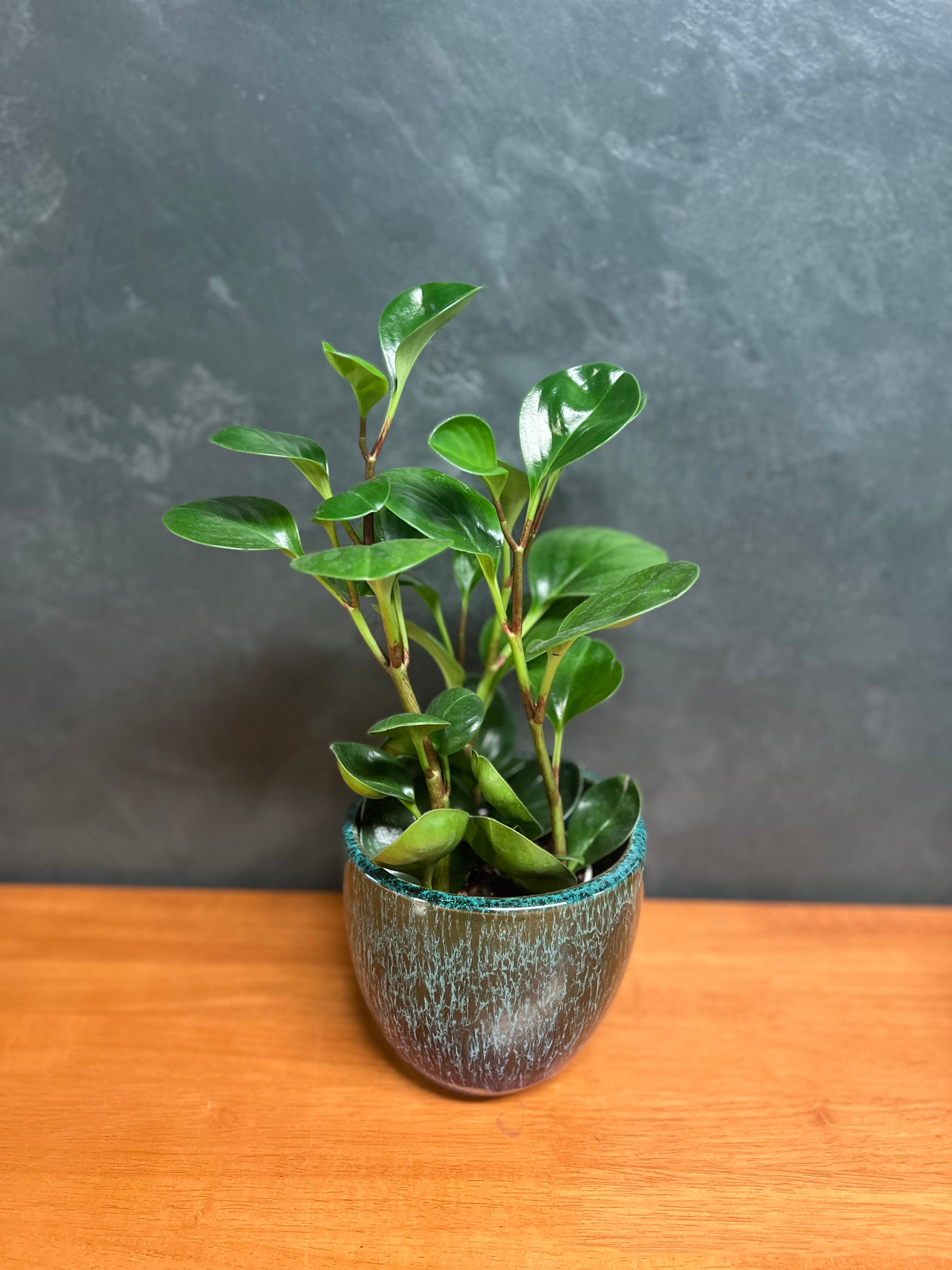 Peperomia - Classic