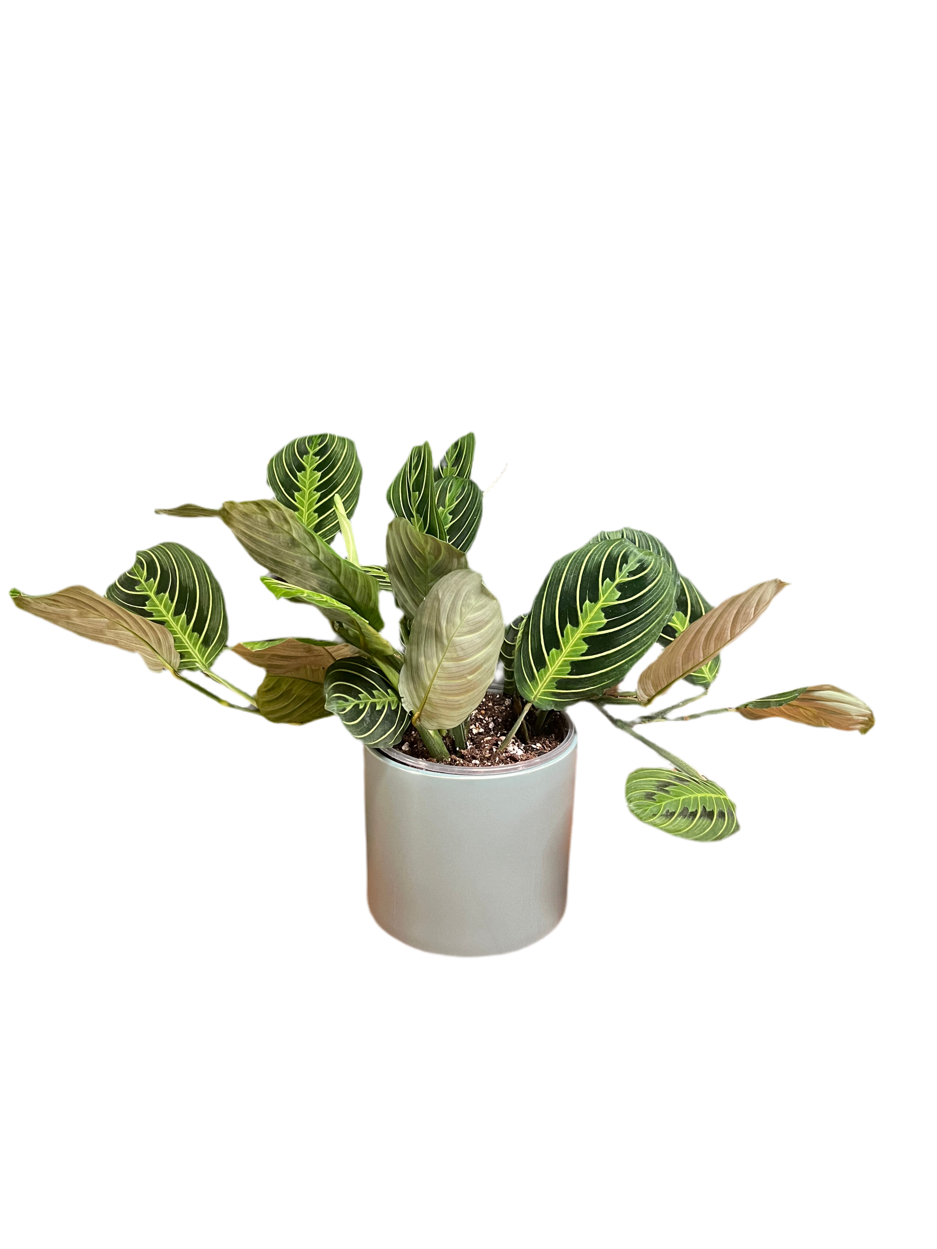 Calathea - Freddie