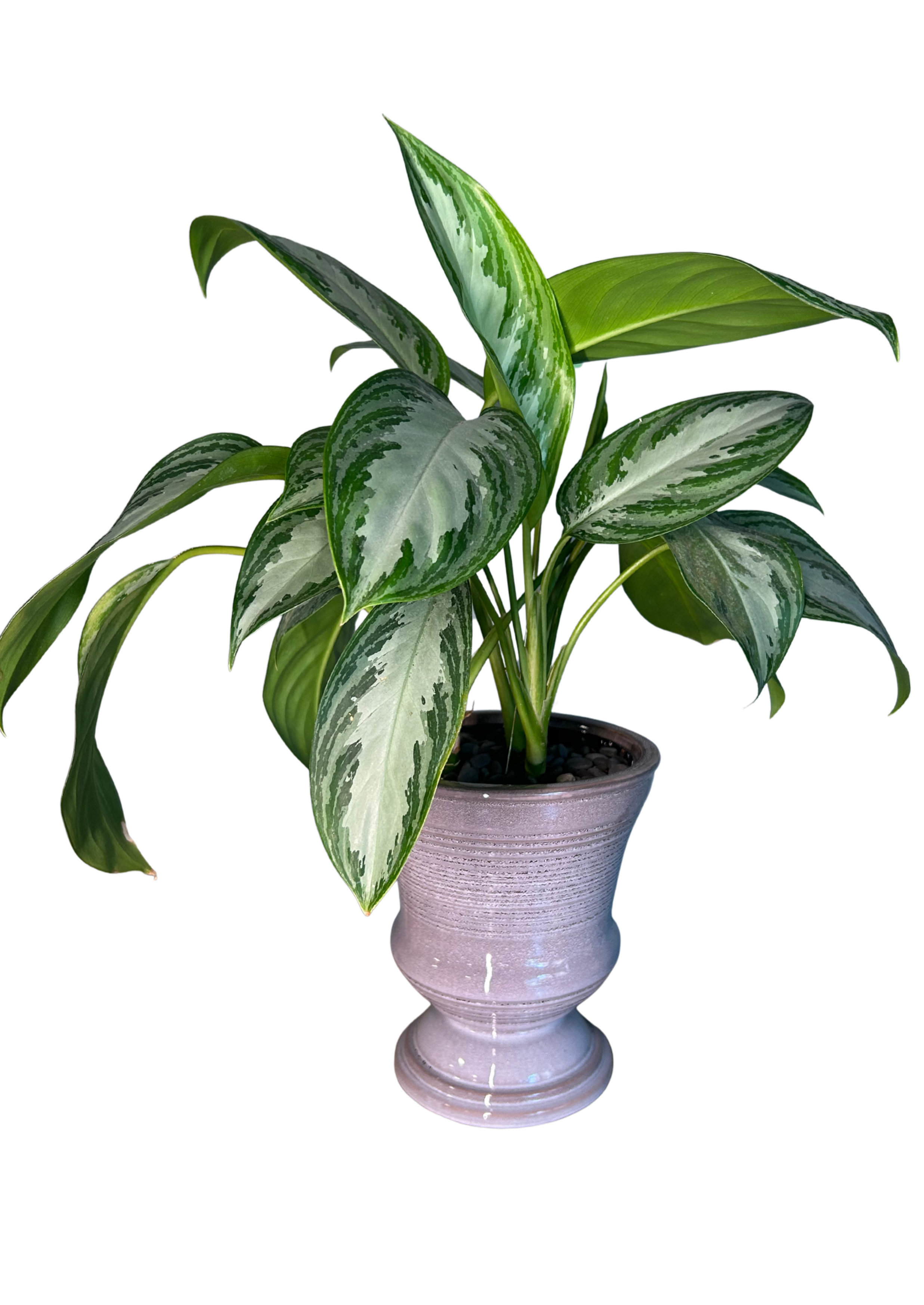 Aglaonema - Silver Bay