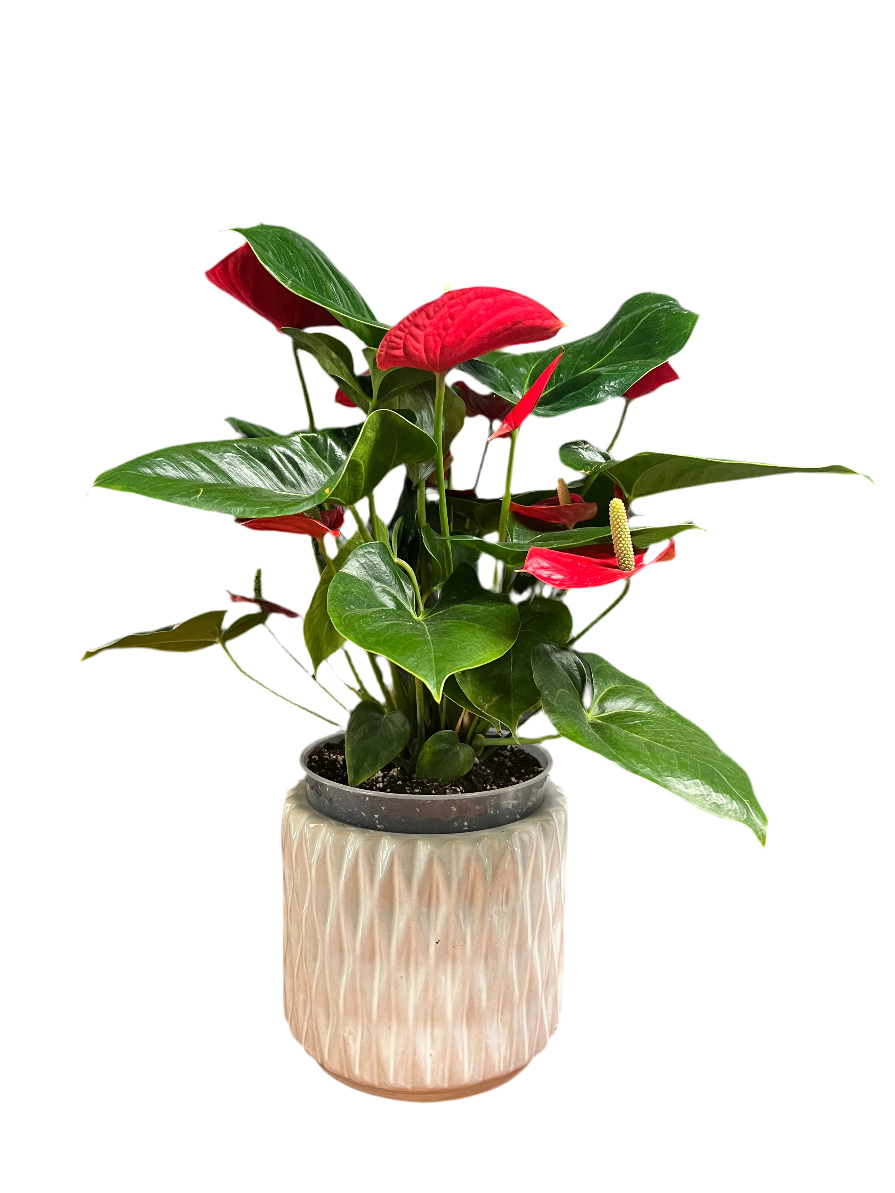 Anthurium – Flamingo Flower (Multiple Colors)