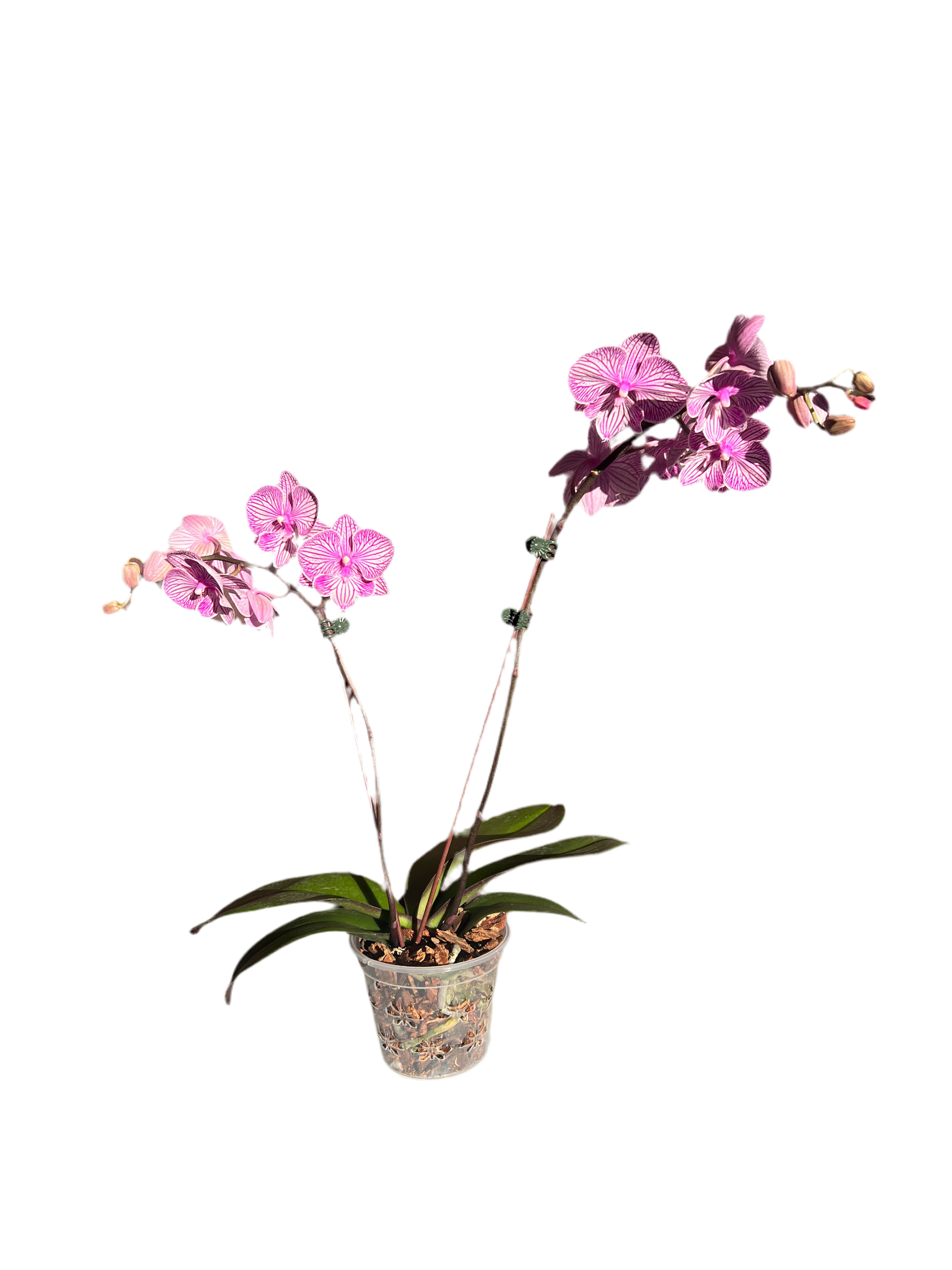 Orchid – Purple & White Stripes