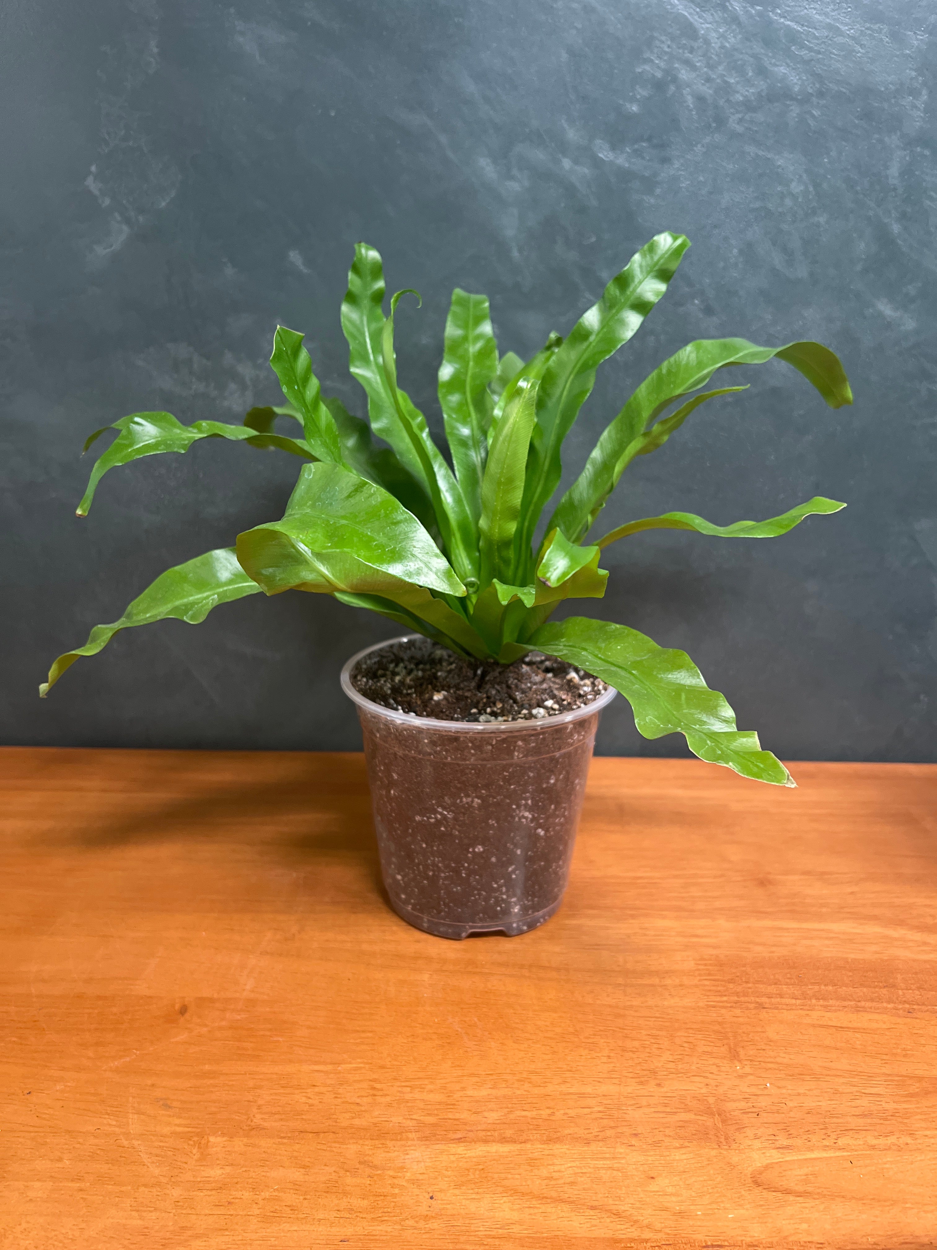 Bird’s Nest Fern