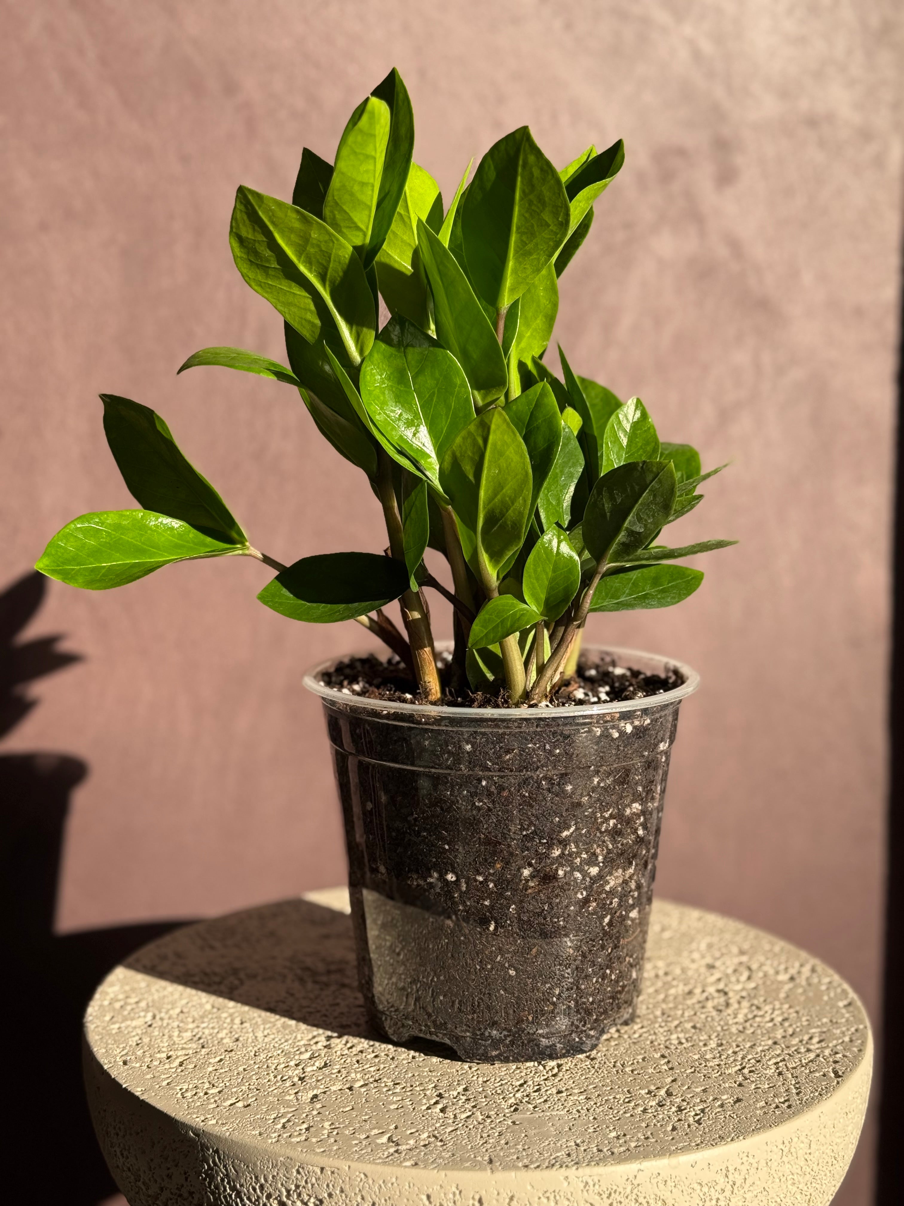 ZZ Plant