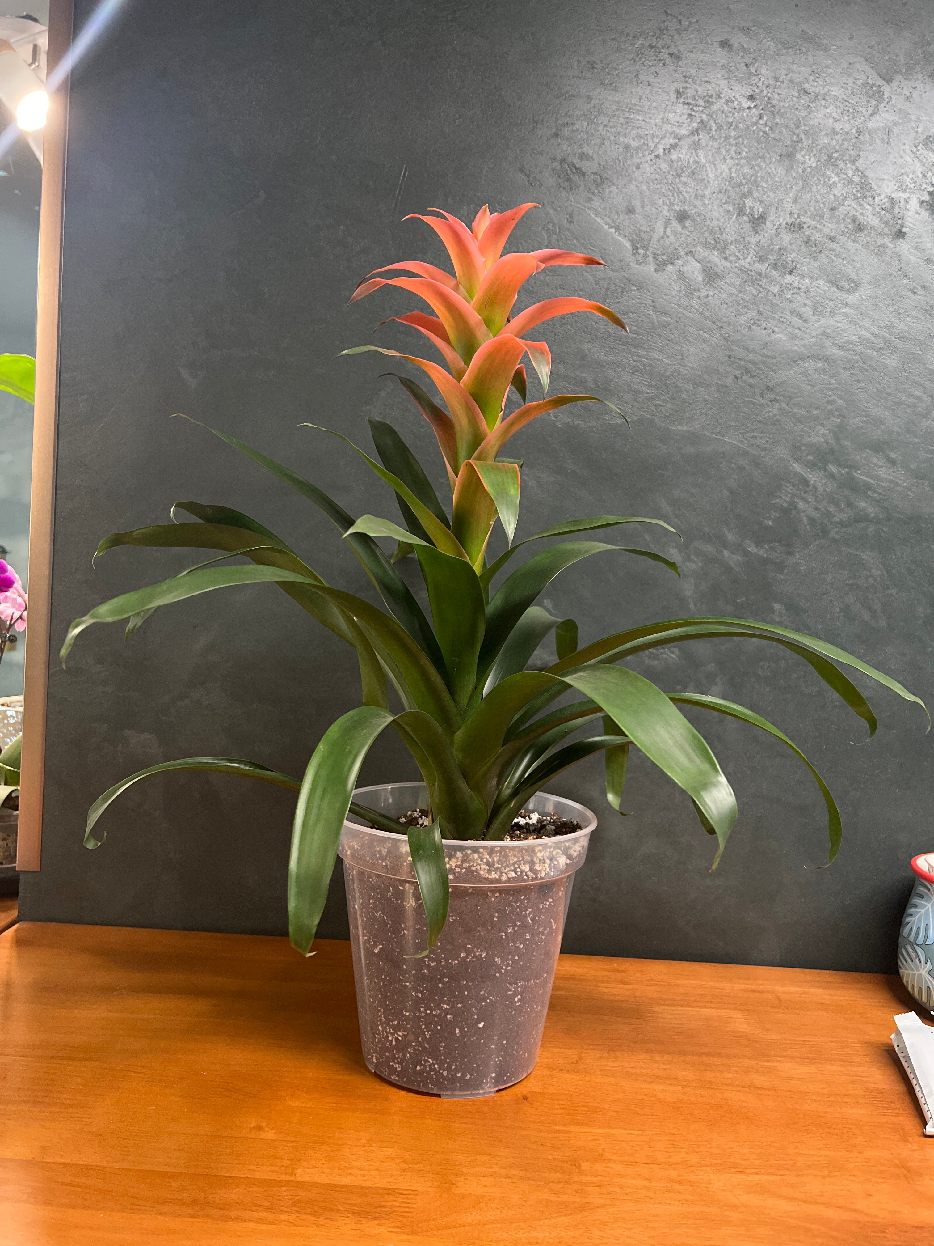 Bromeliad - Blushing