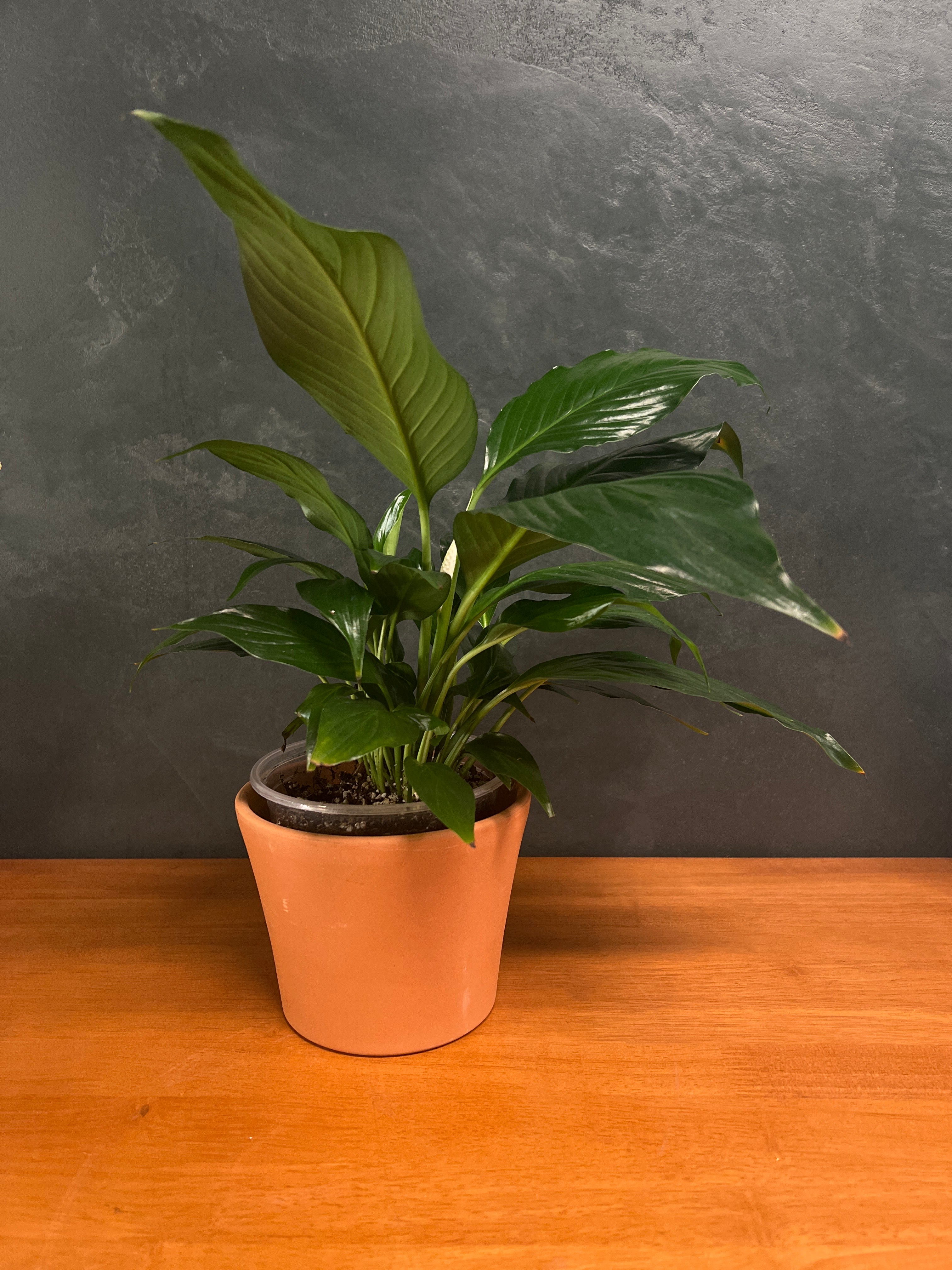 Peace Lily