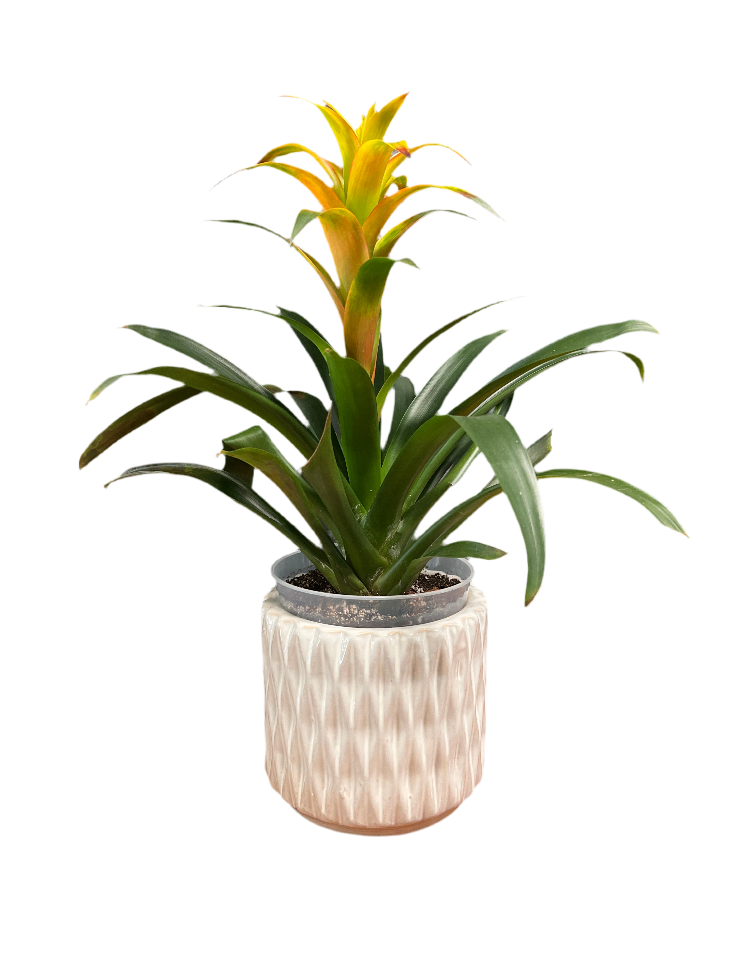 Bromeliad - Yellow