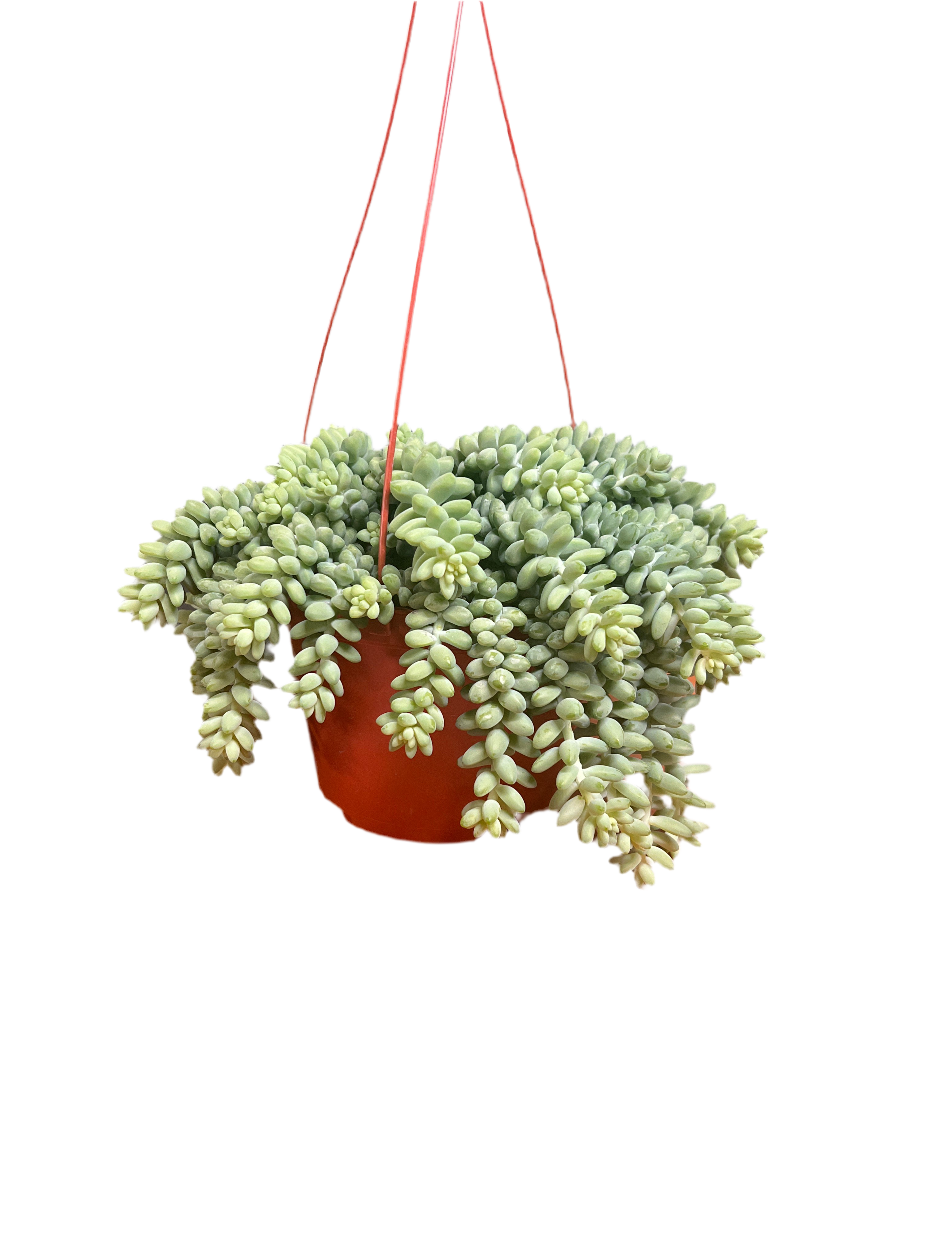 Donkey Tail