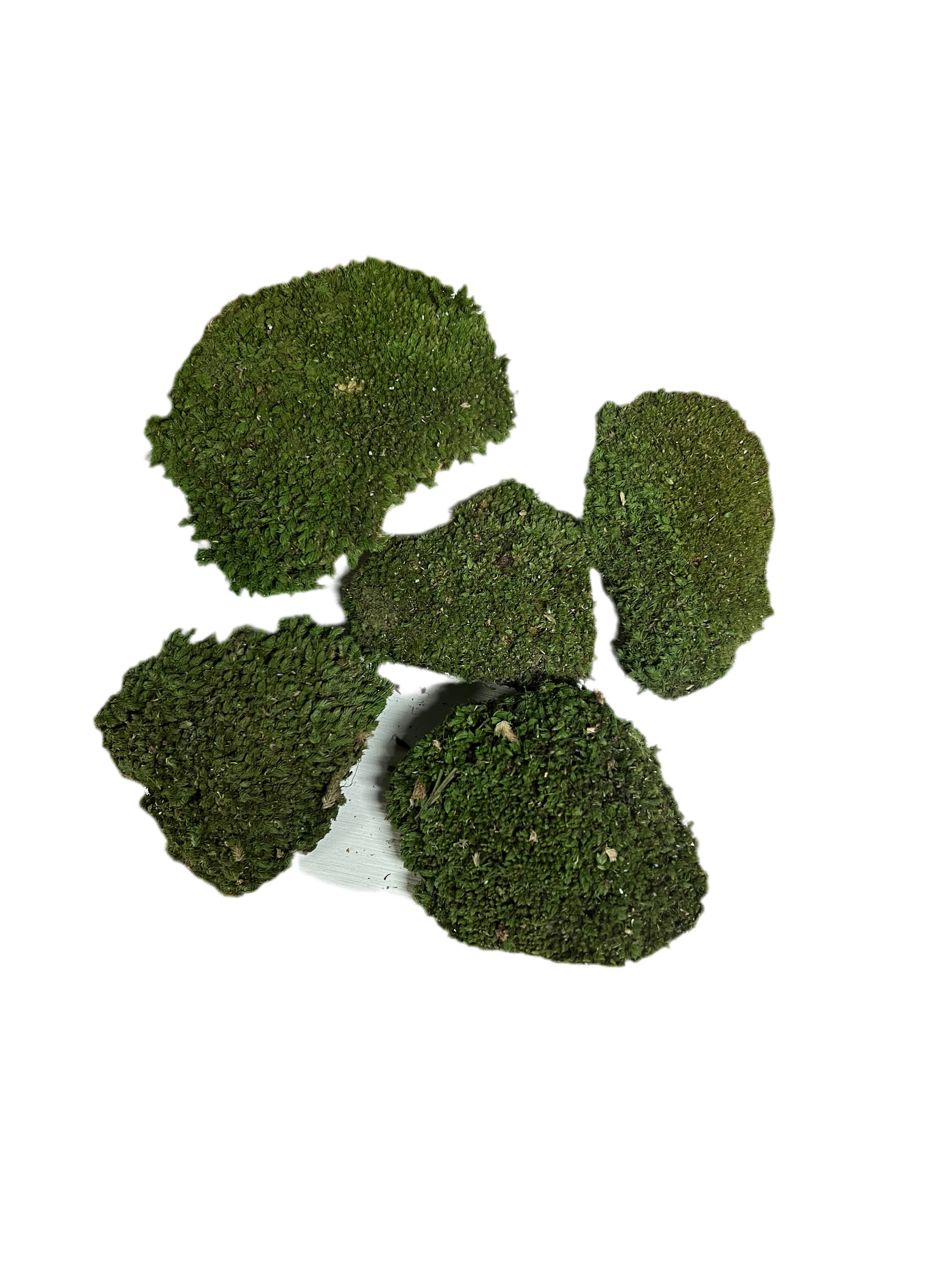 Decorative Moss – Preserved Green