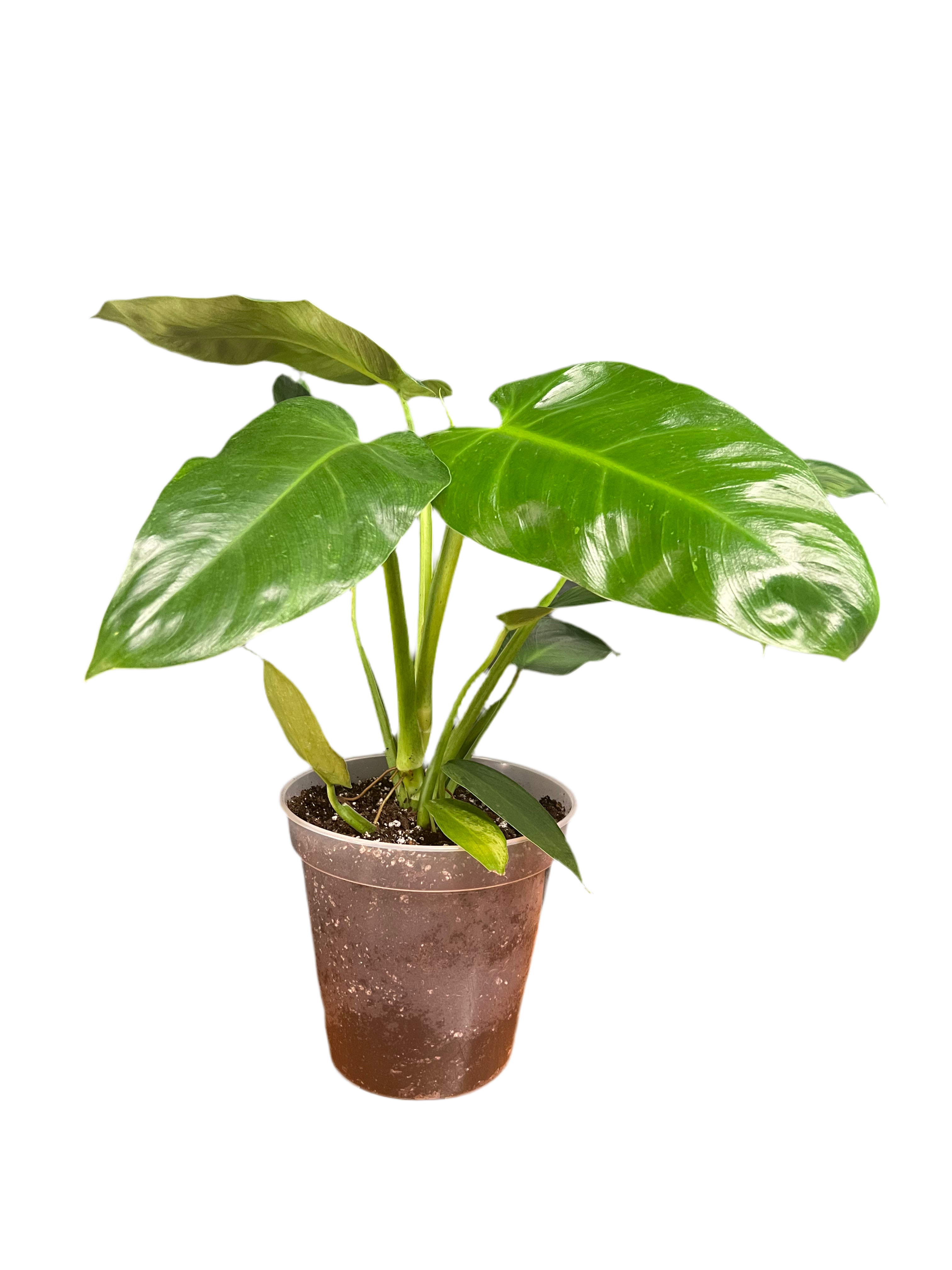 Philodendron - 'Jose Buono'