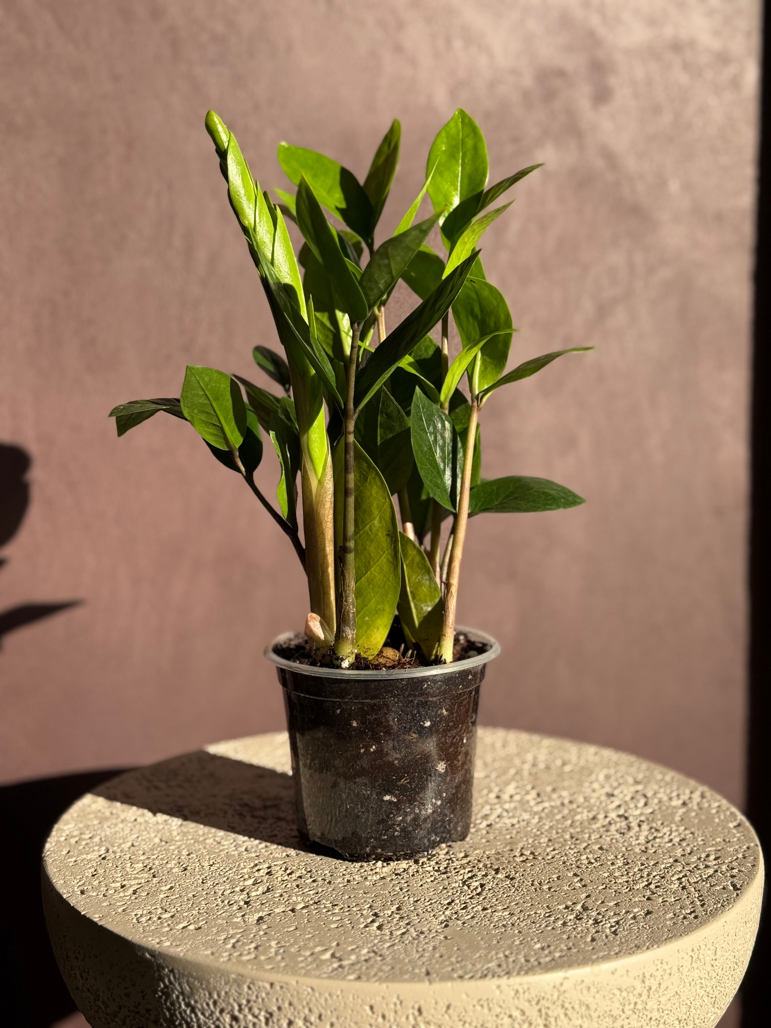 ZZ Plant