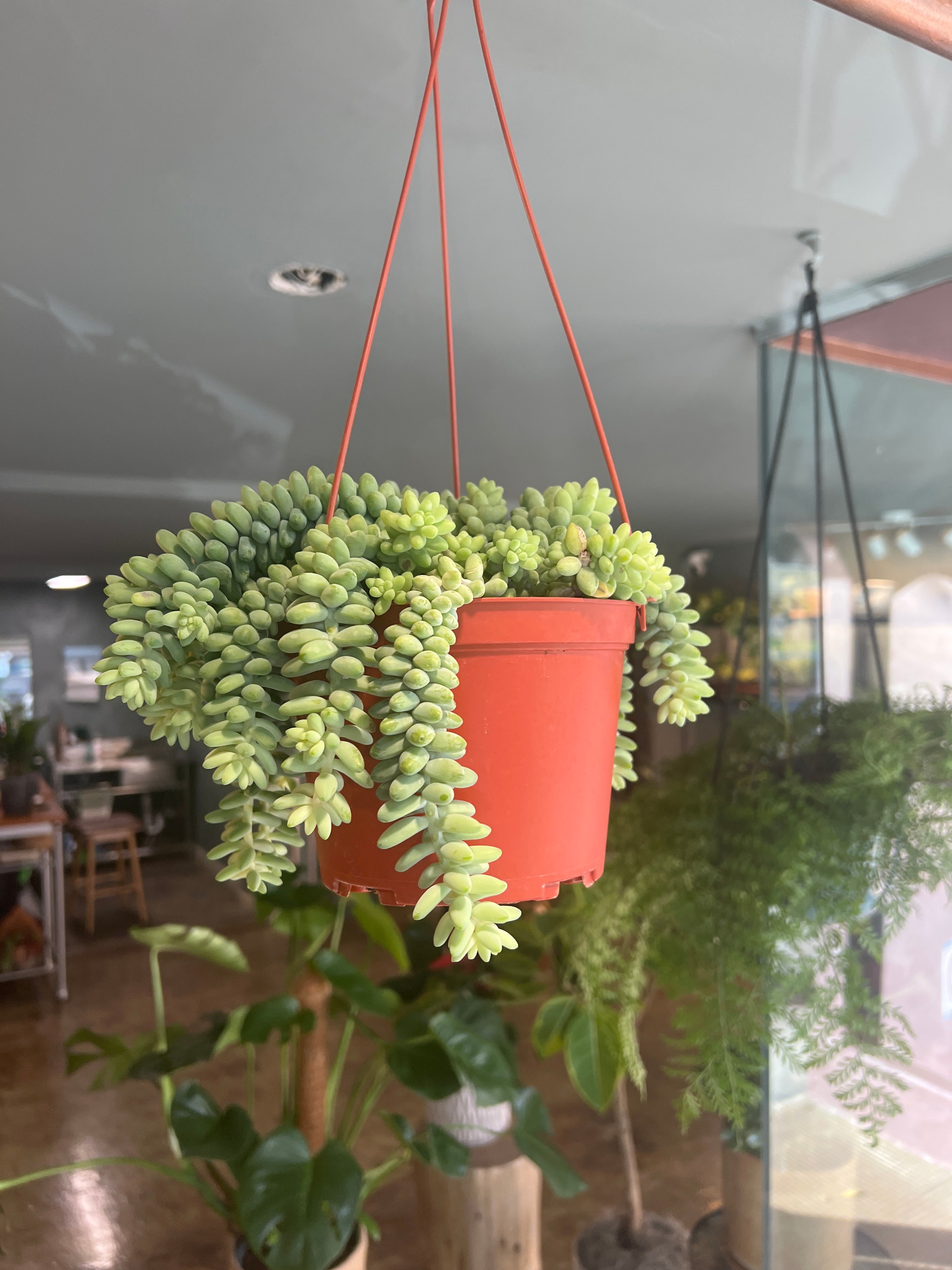 Donkey Tail
