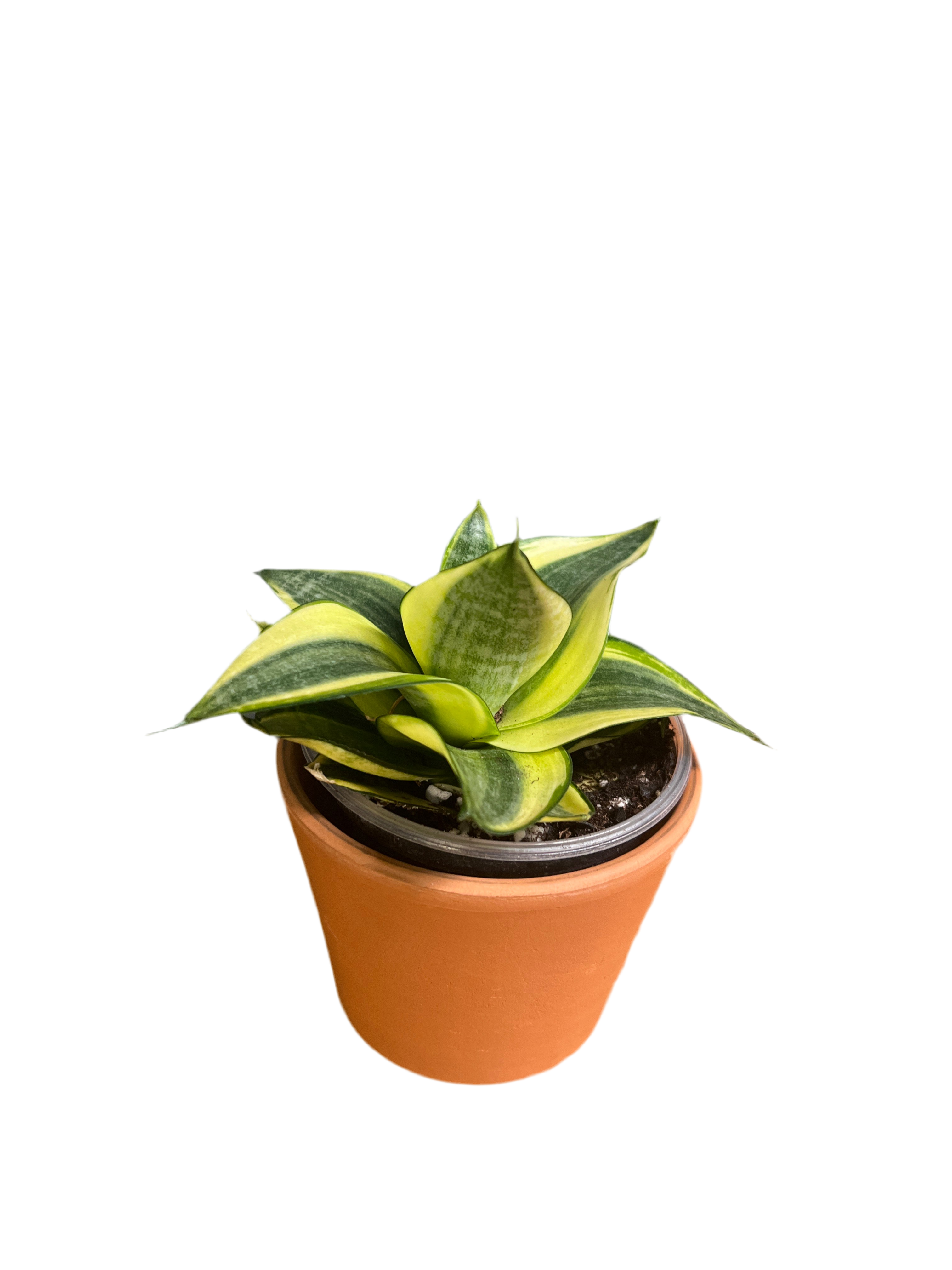 Dwarf Snake Plant - Laurentii