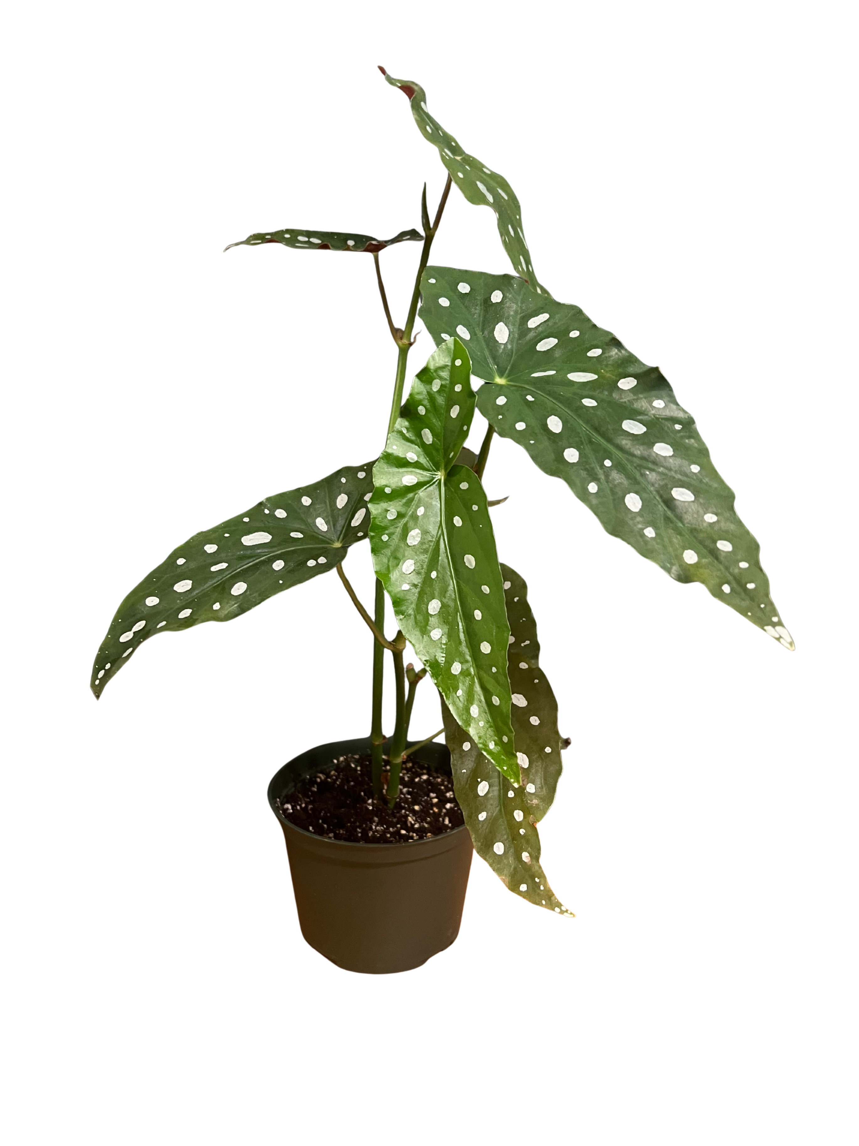 Begonia - Polka Dot