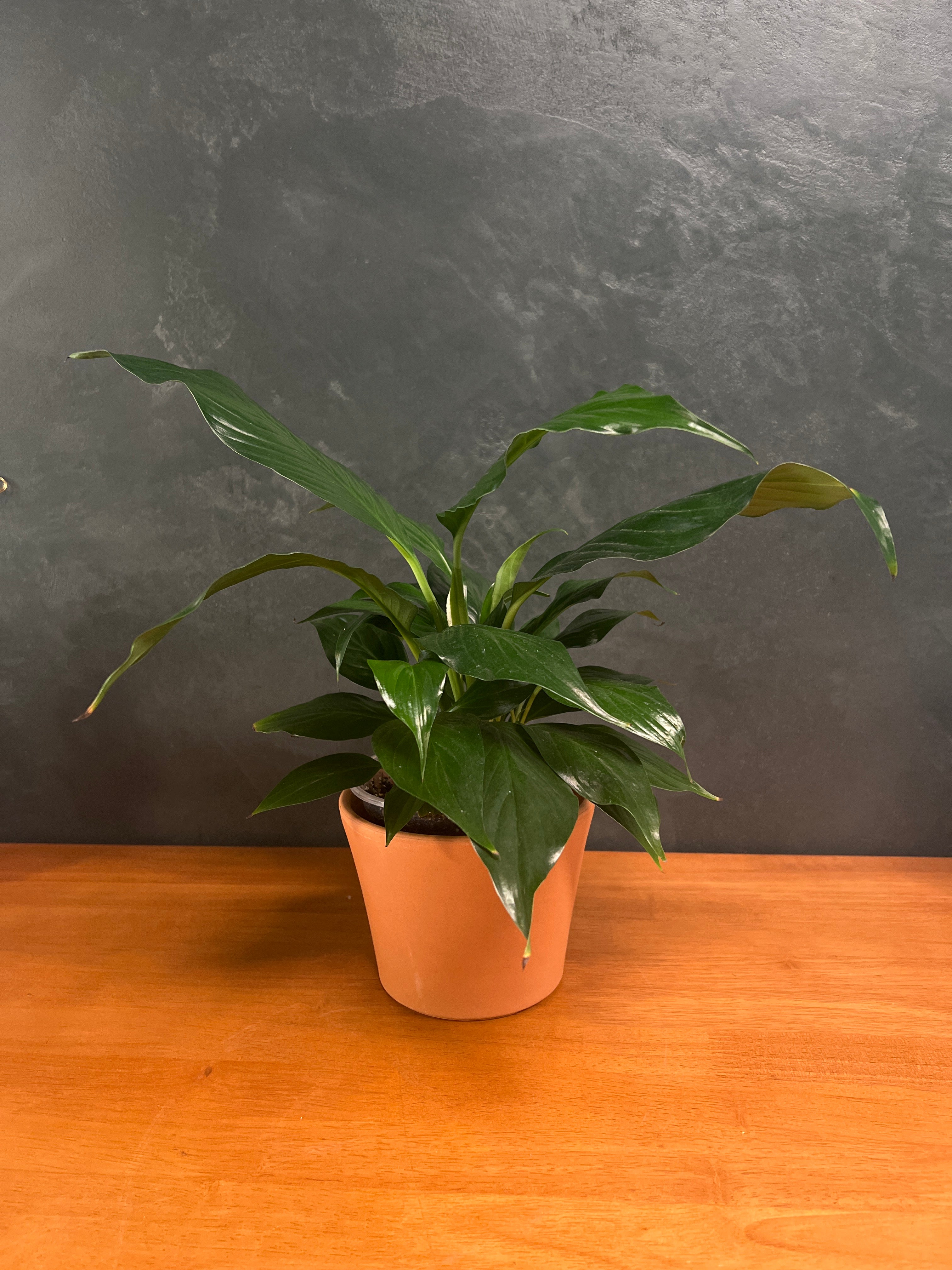 Peace Lily