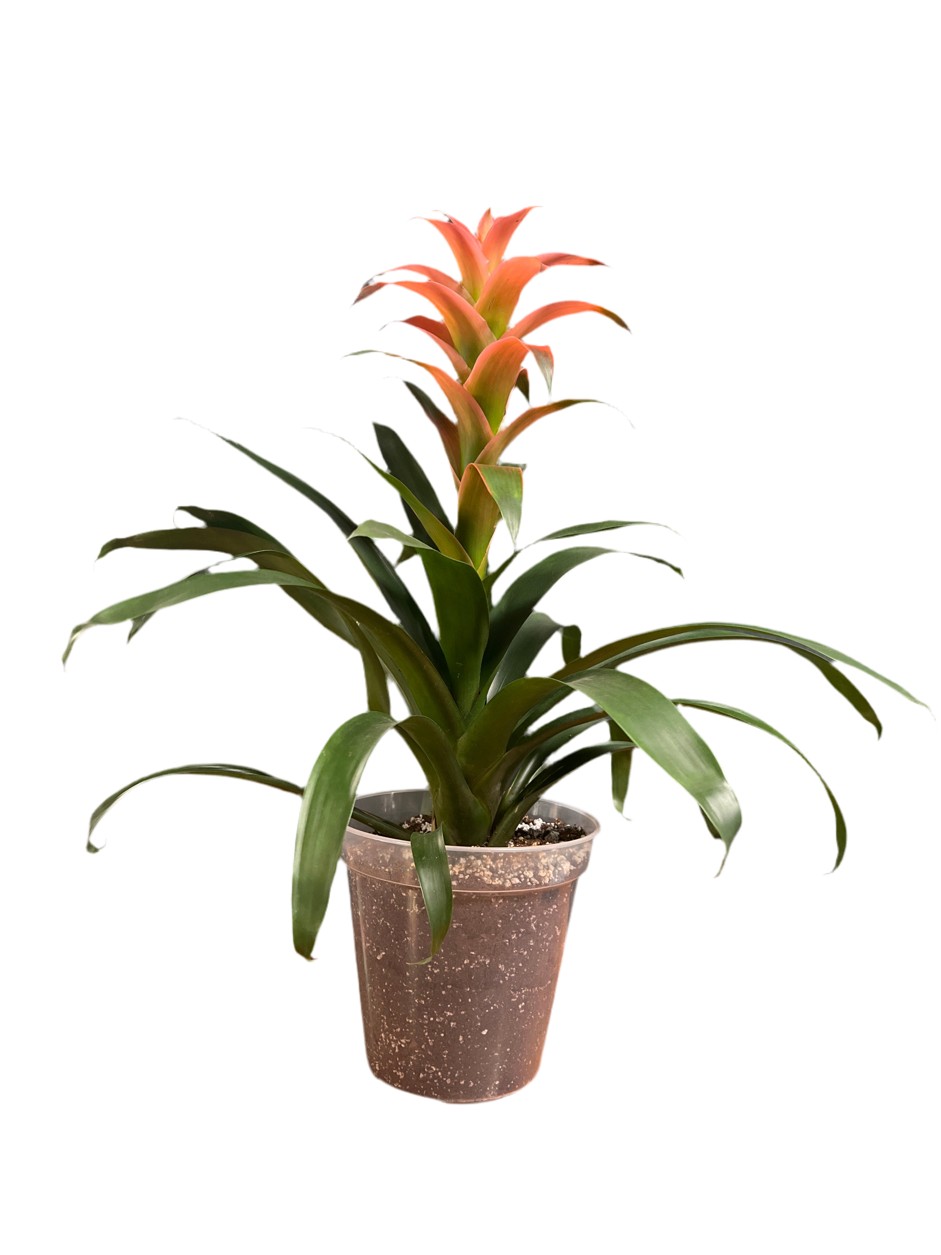 Bromeliad - Blushing