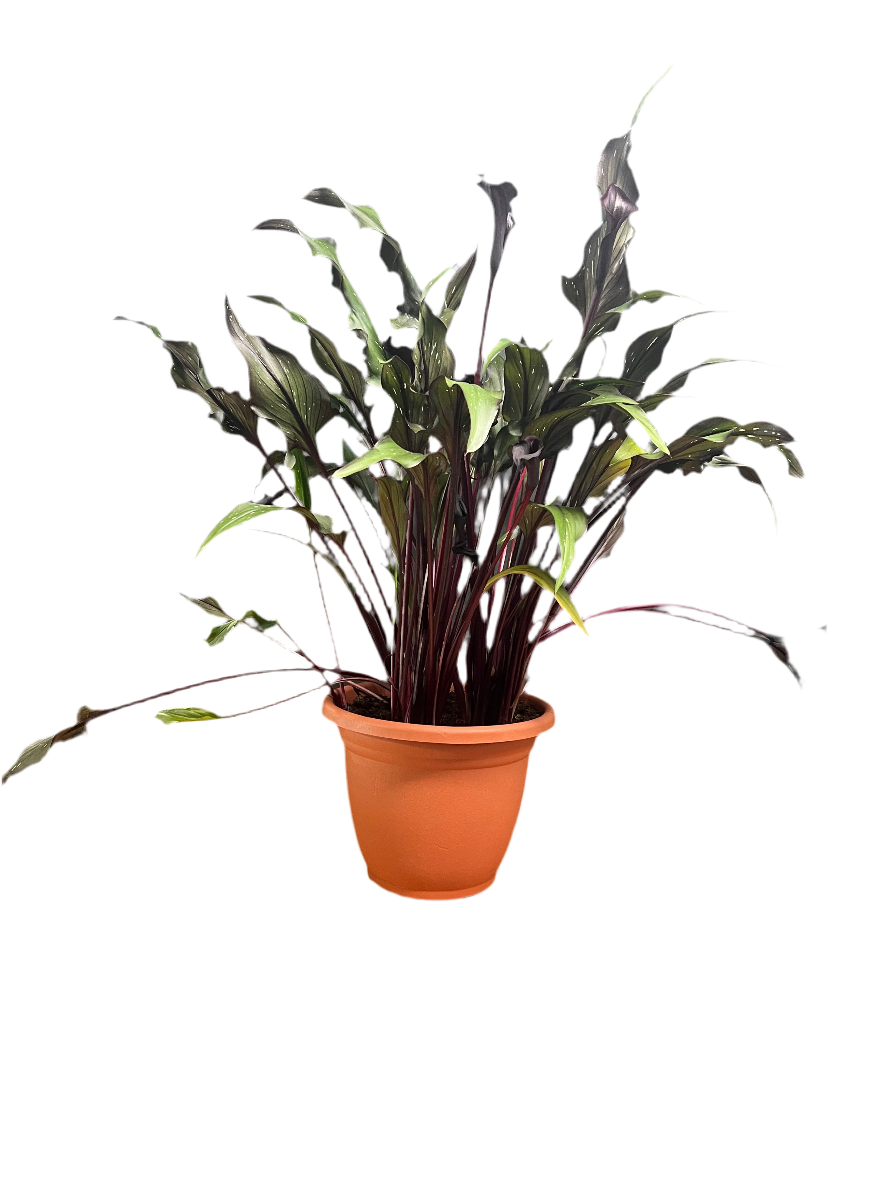 Maroon Calla Lily