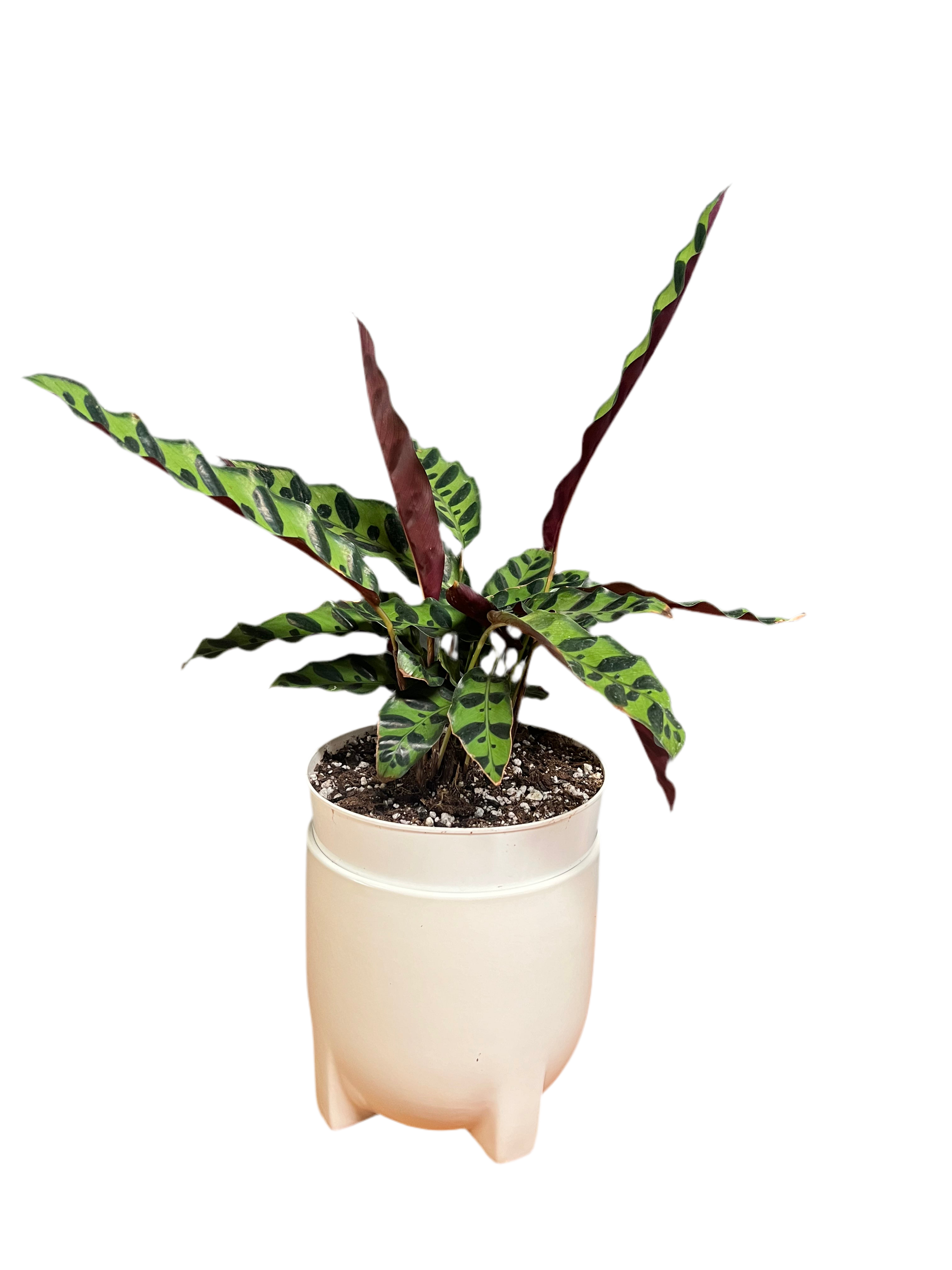 Calathea - Rattlesnake