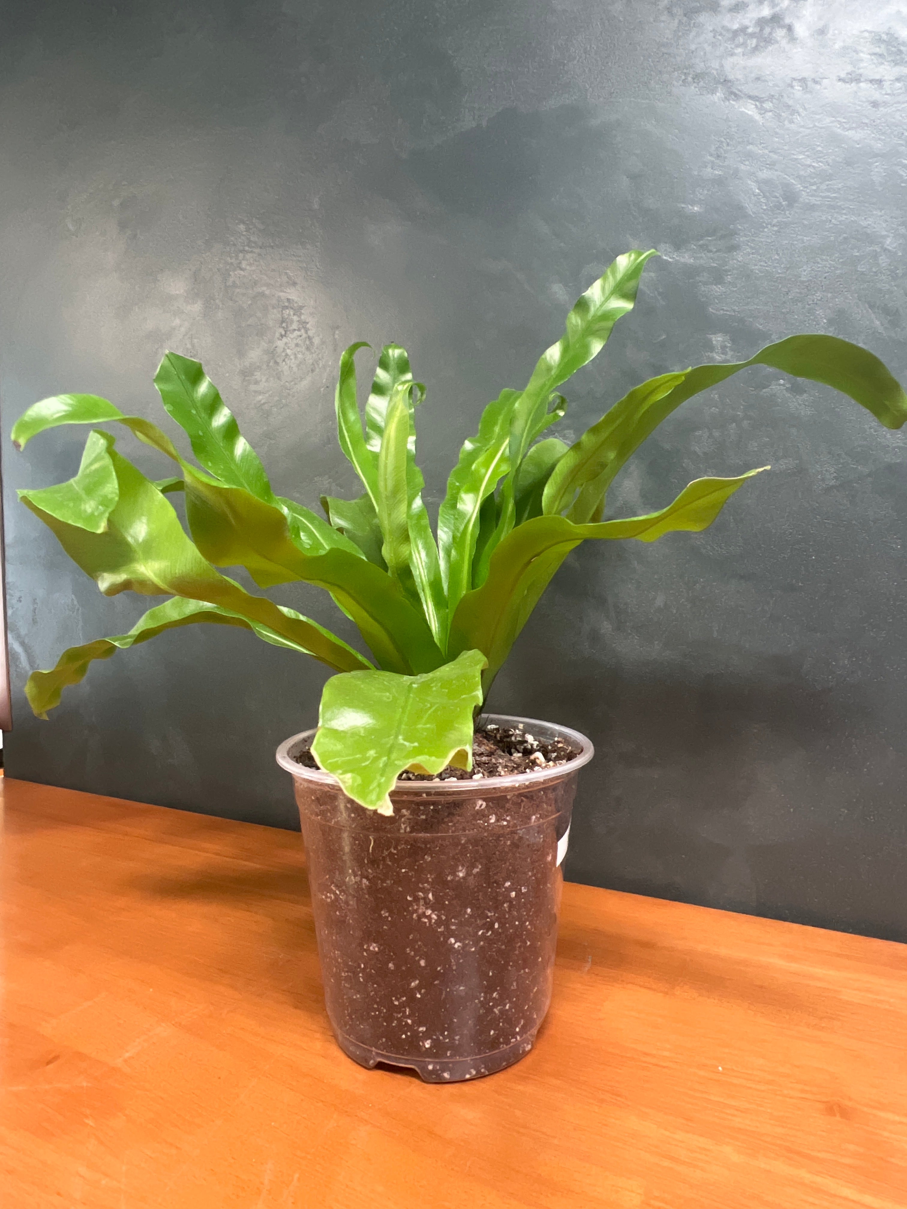 Bird’s Nest Fern