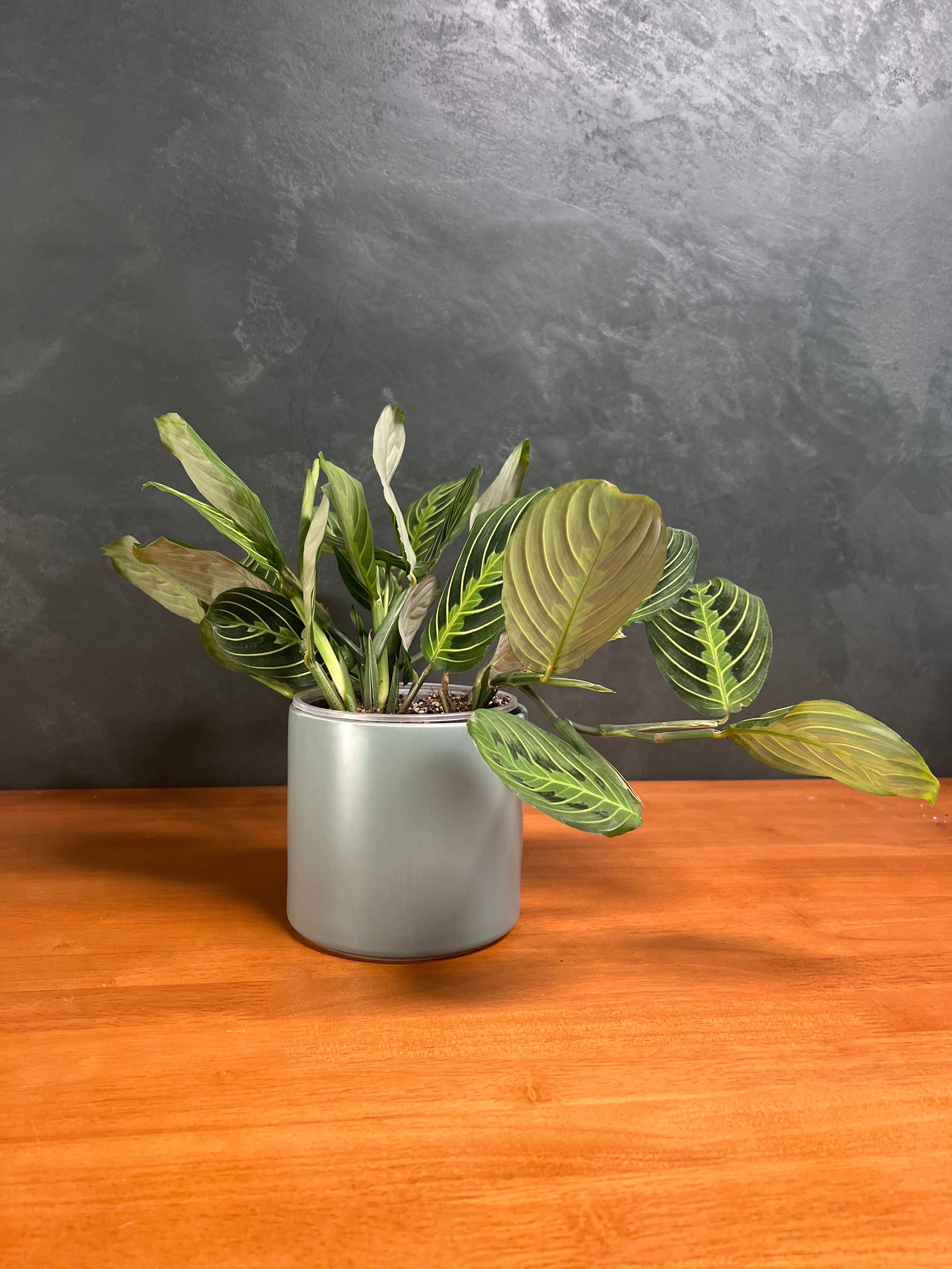 Calathea - Freddie