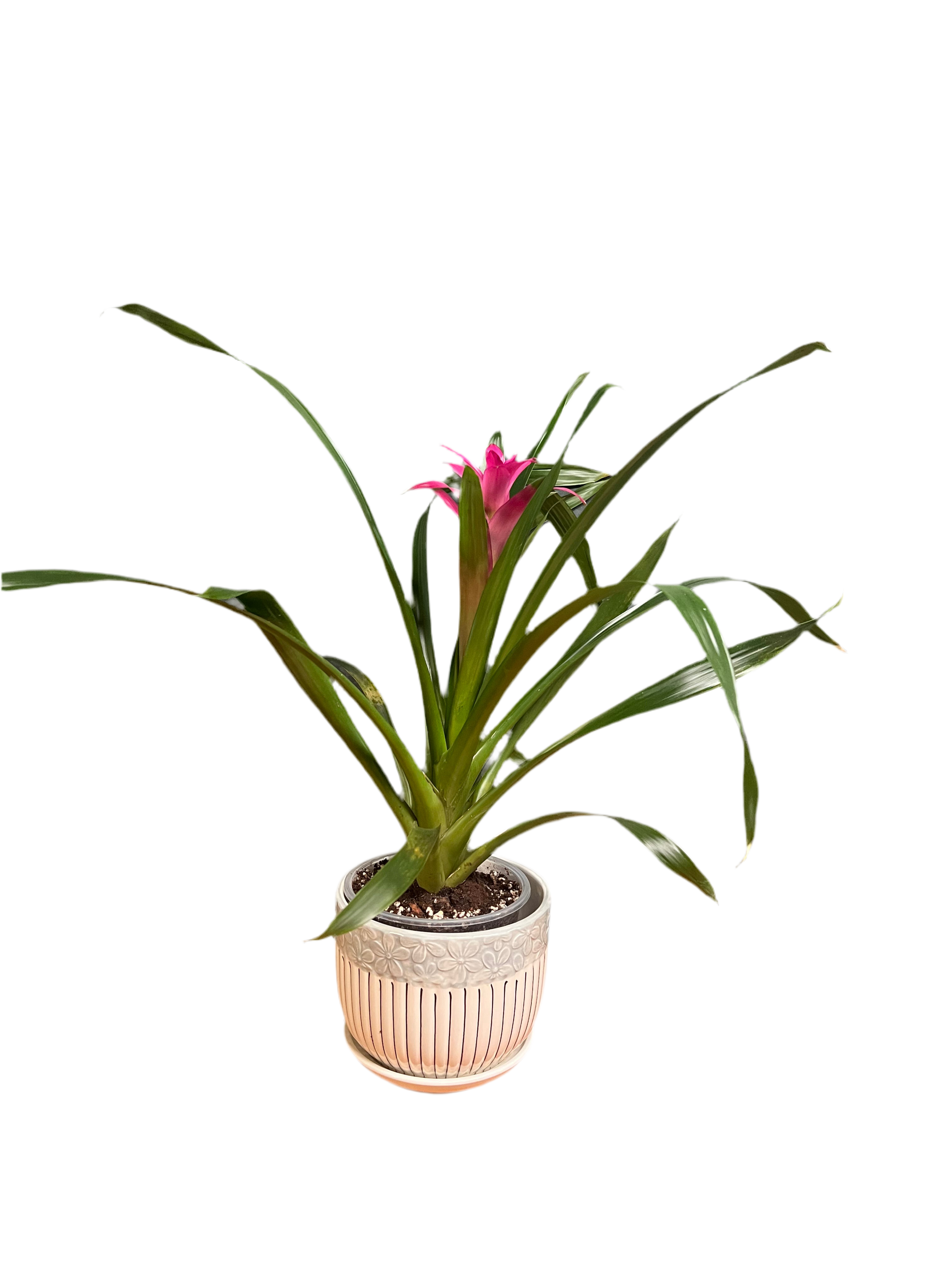 Bromeliad - Pink