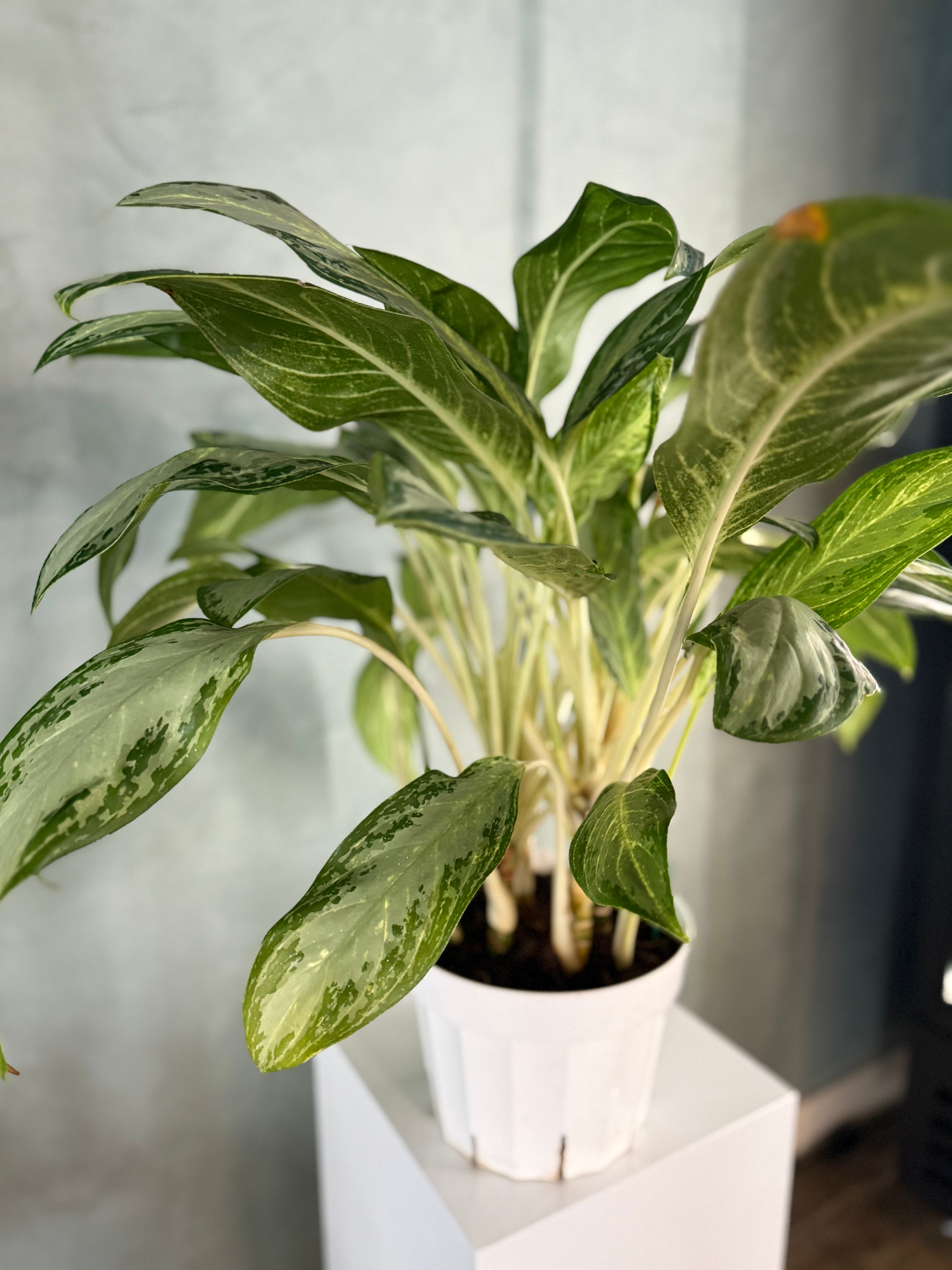 Aglaonema – Crystal Bay (White Stem)