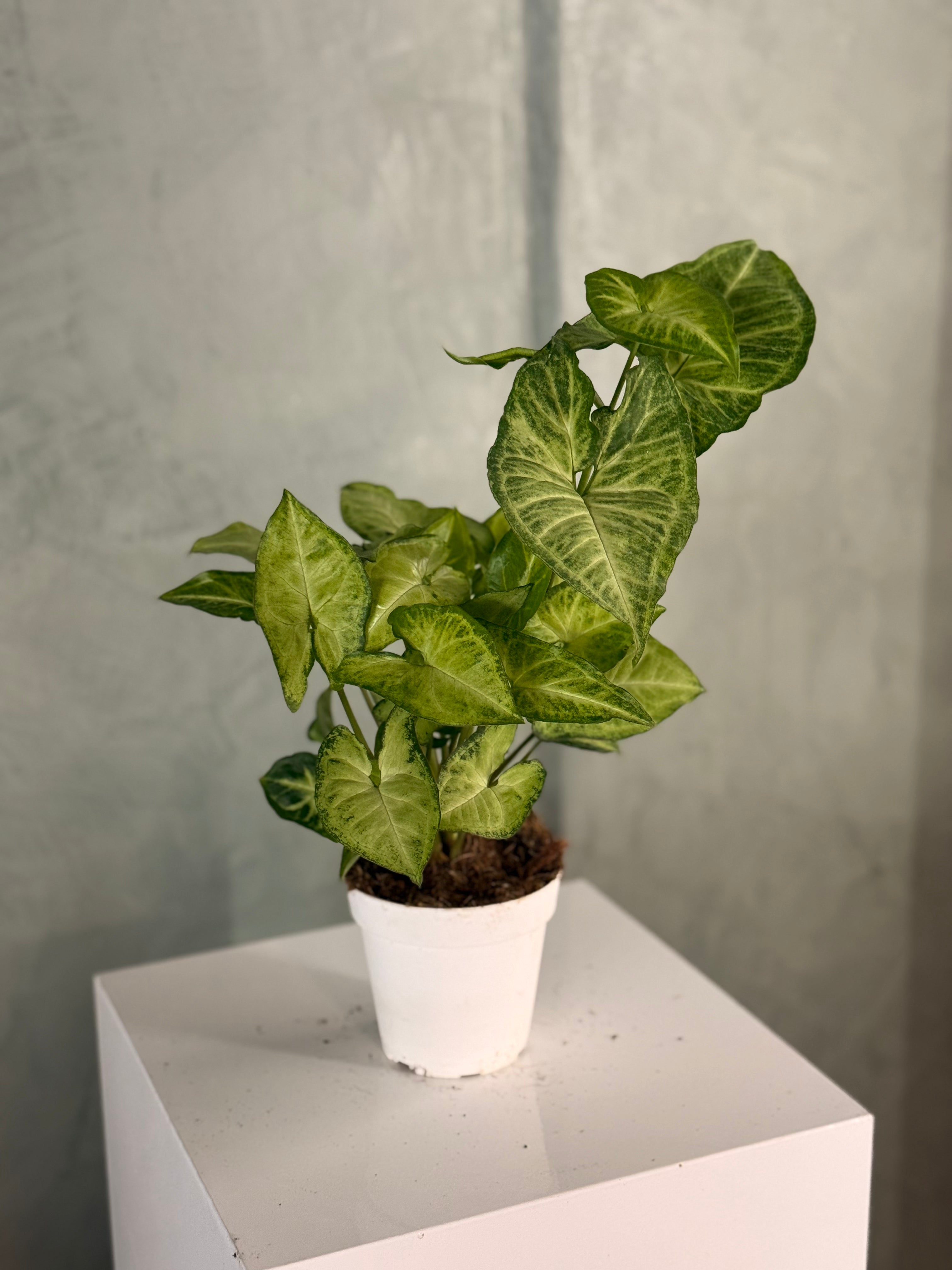 Arrowhead Plant - White Butterfly