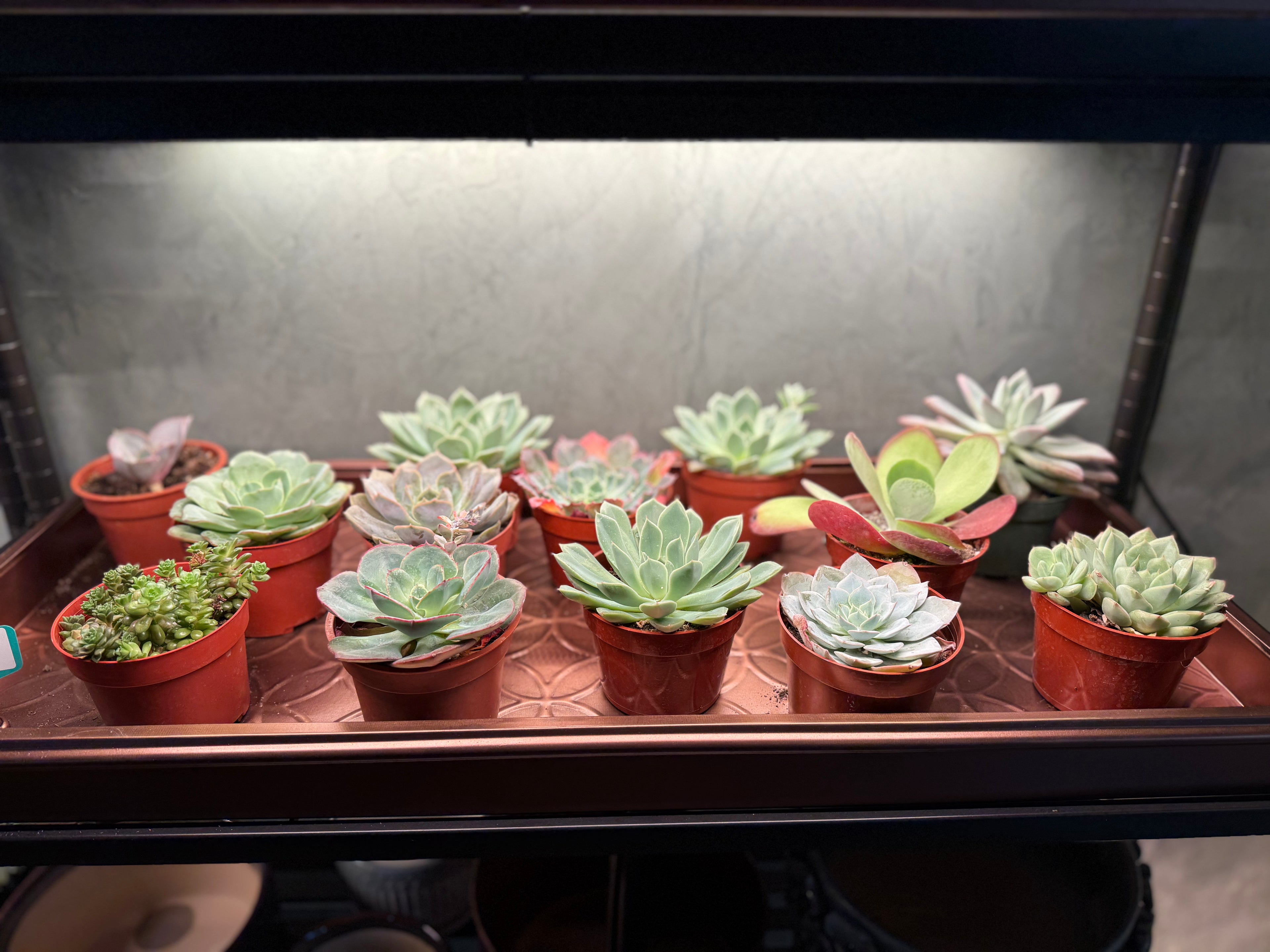 Assorted Succulents