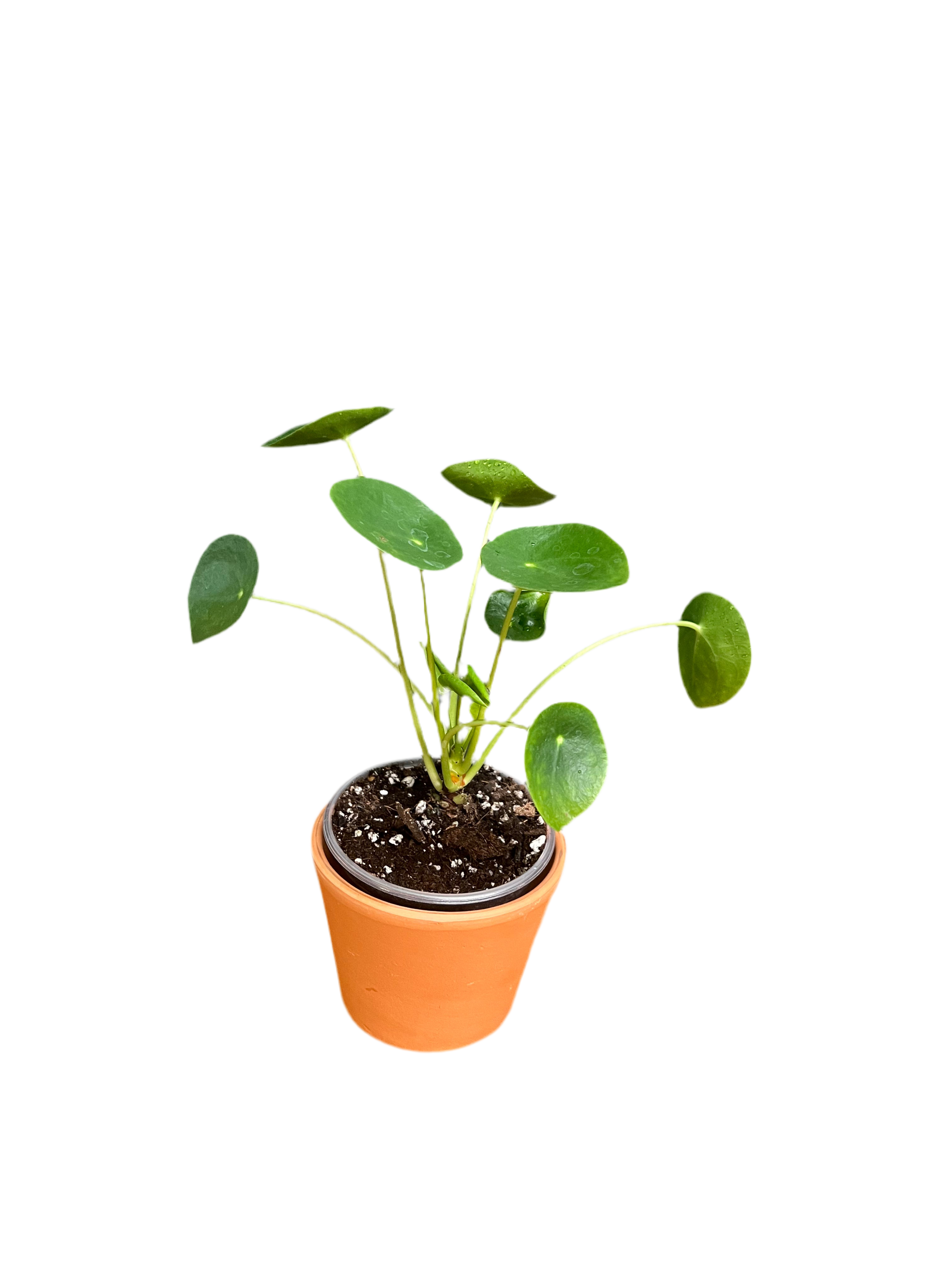 Chinese Money Plant