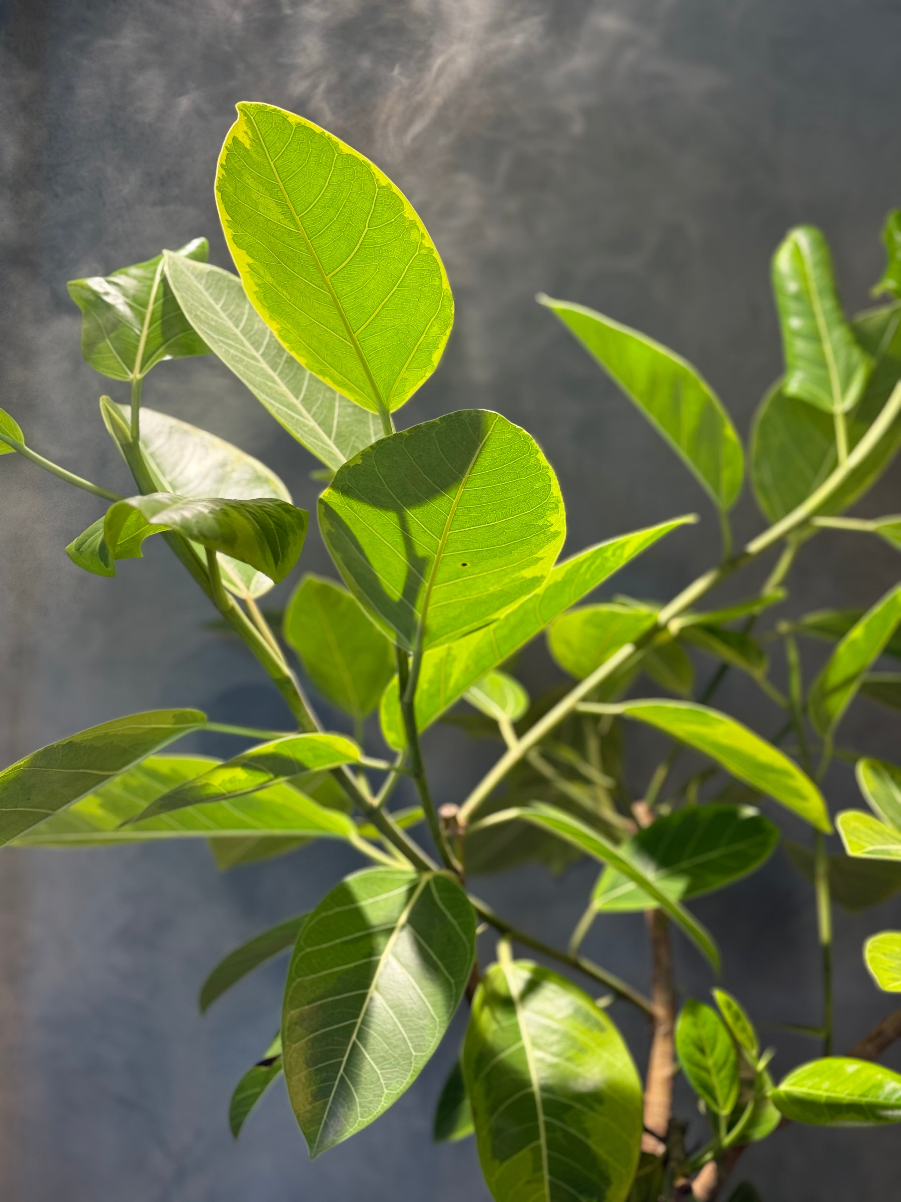 Ficus altissima - ‘Lemon Lime'