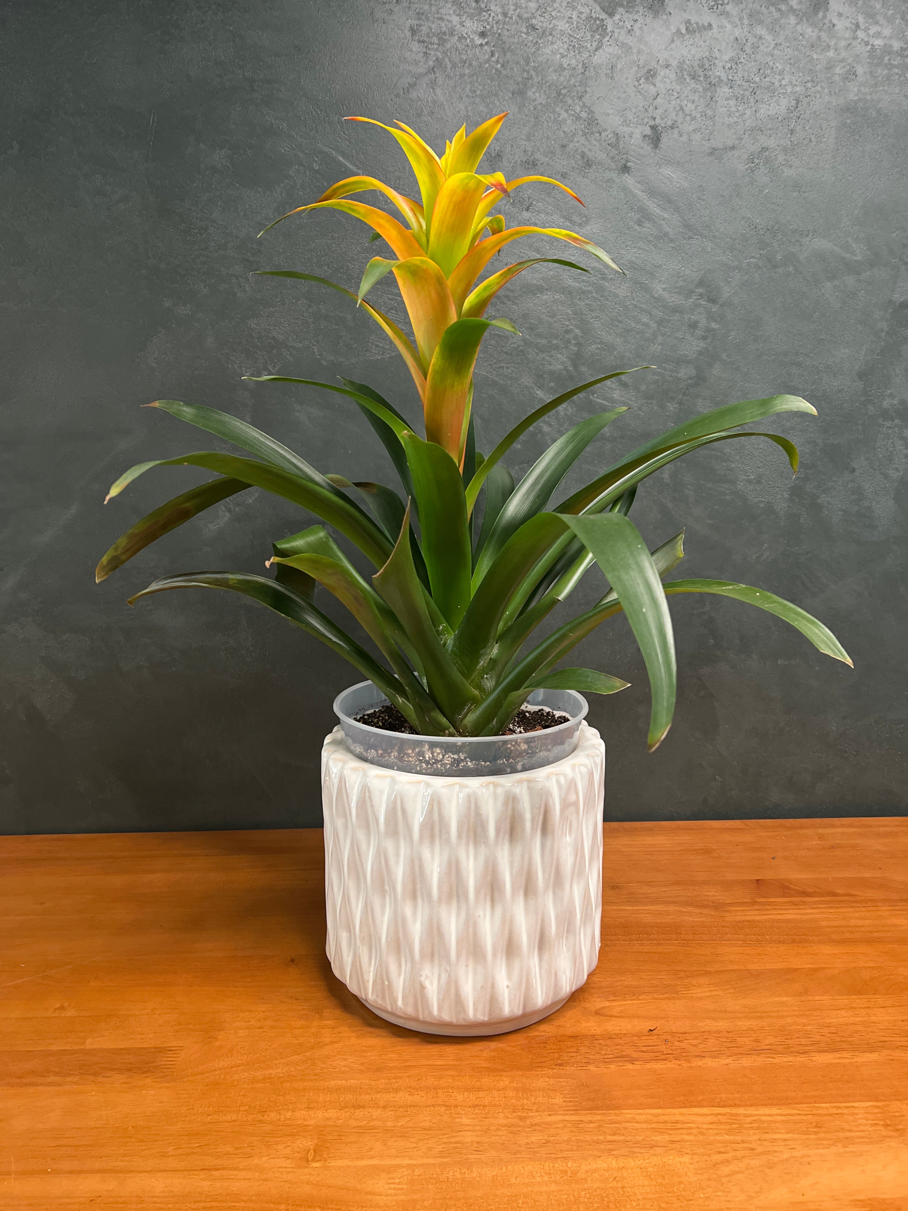 Bromeliad - Yellow