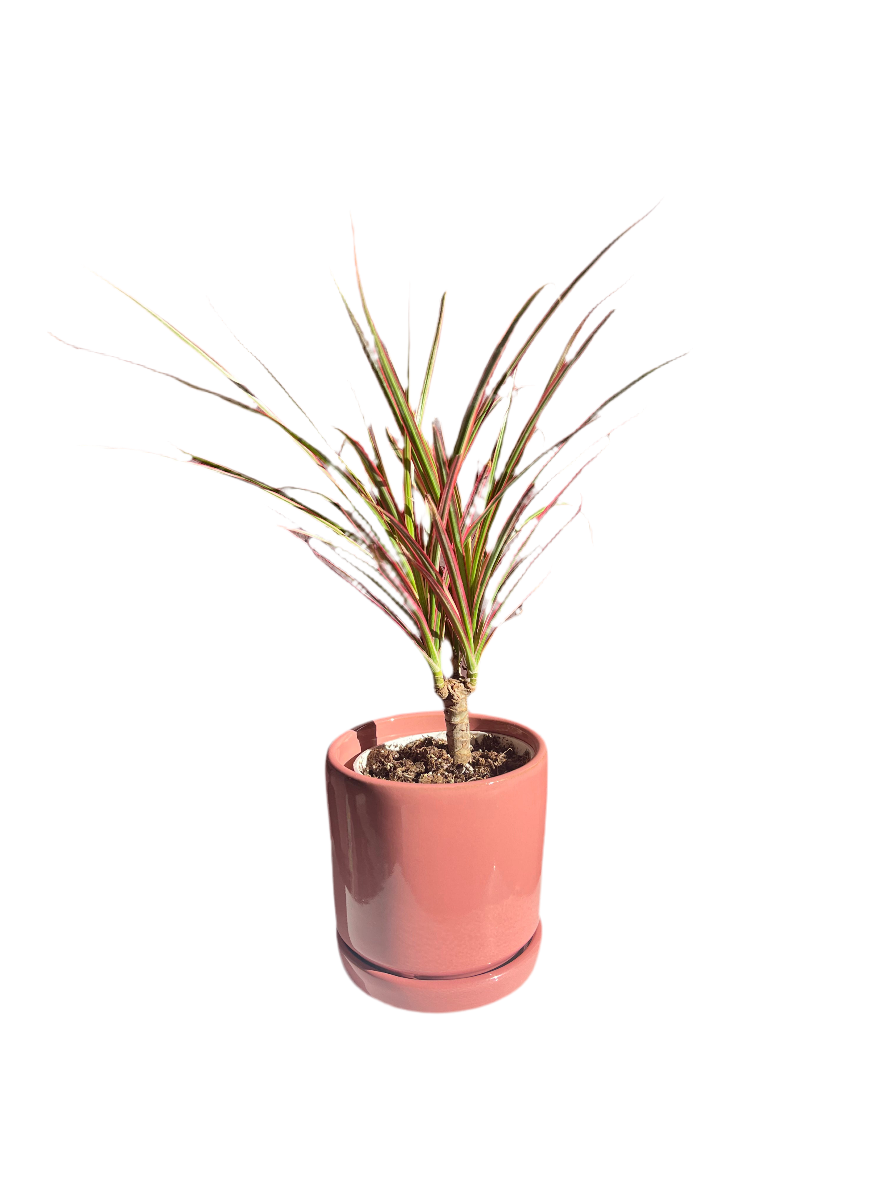Dracaena Tree – Colorama (Pink)