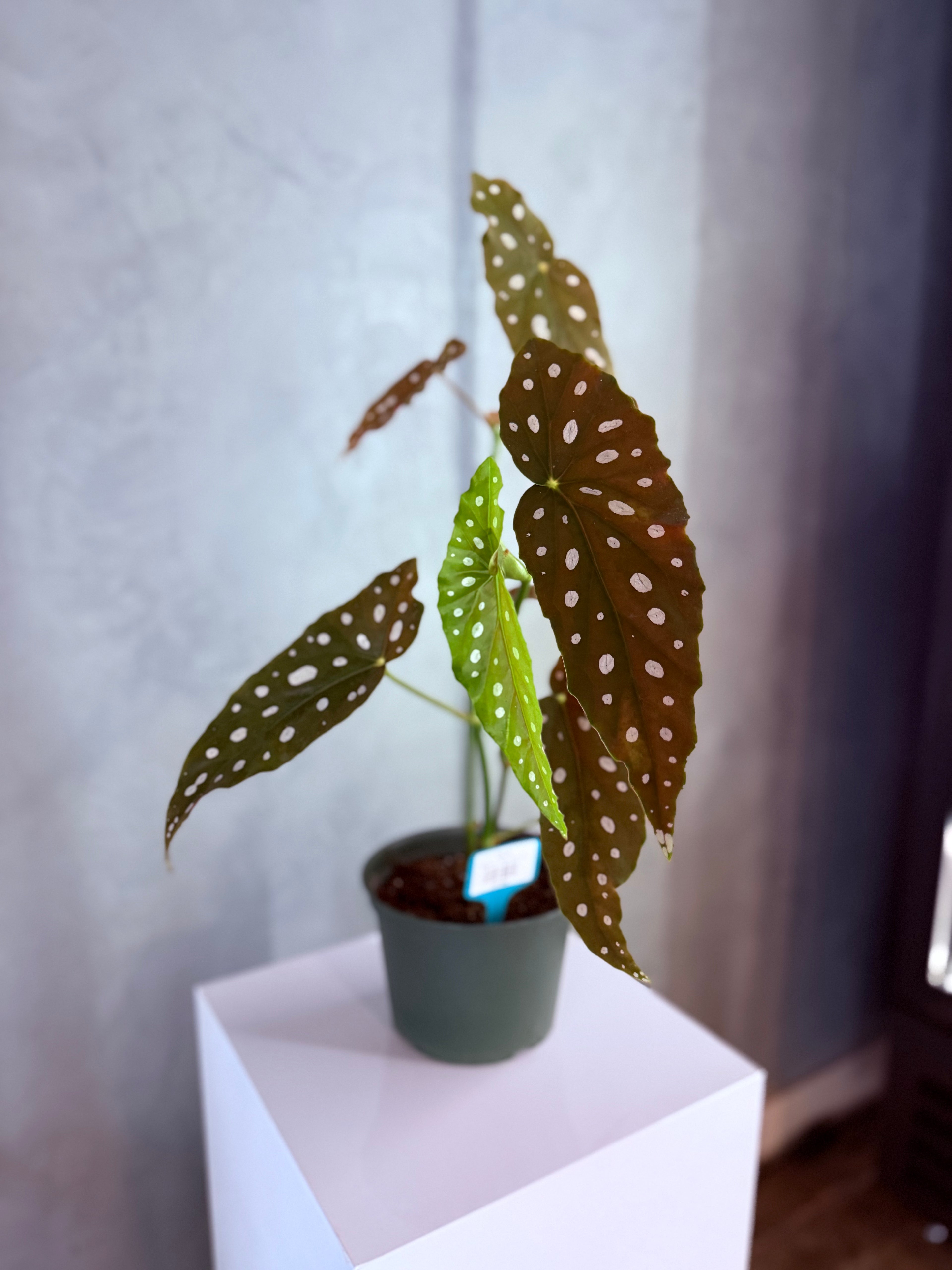 Begonia - Polka Dot
