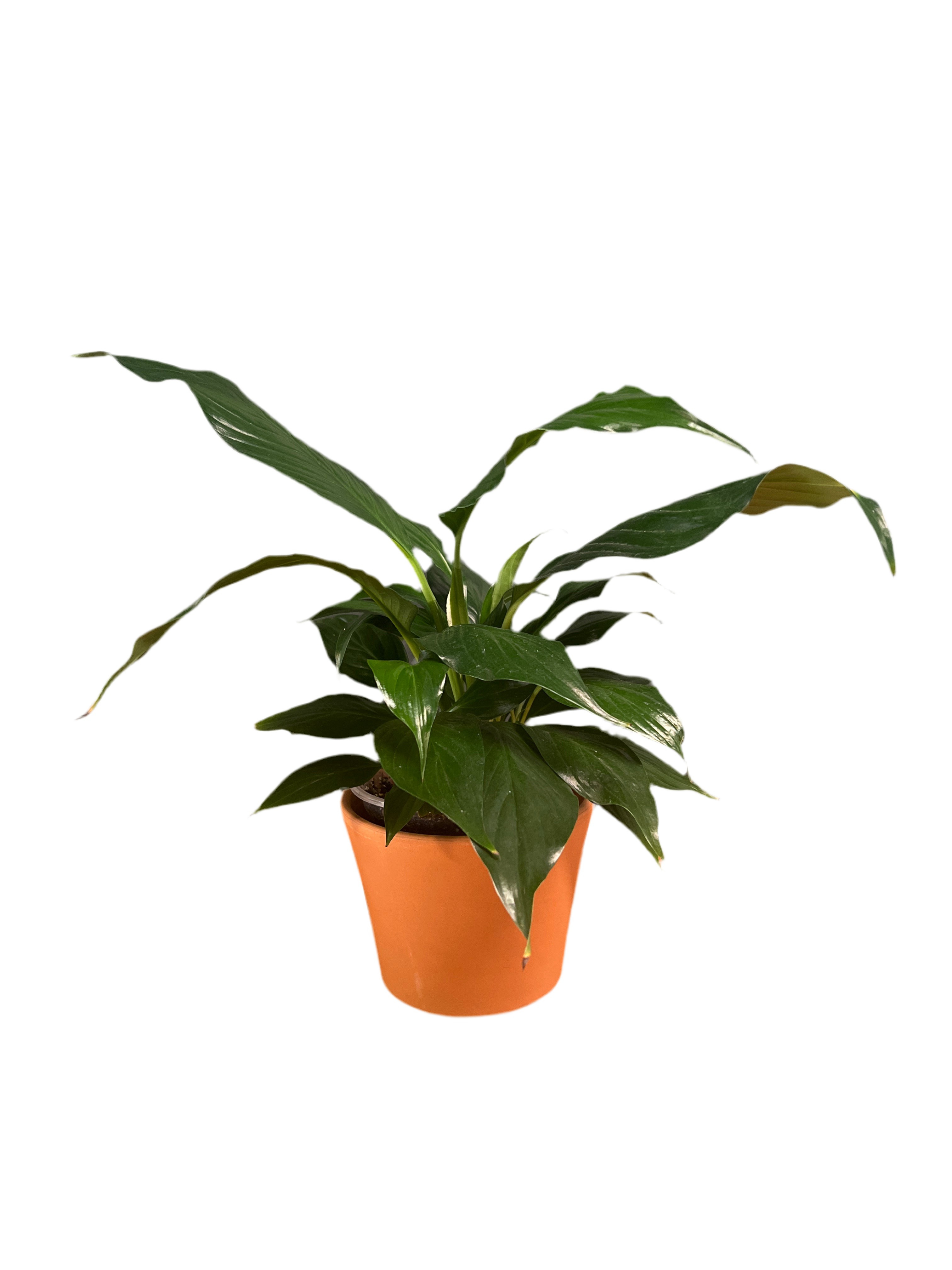Peace Lily