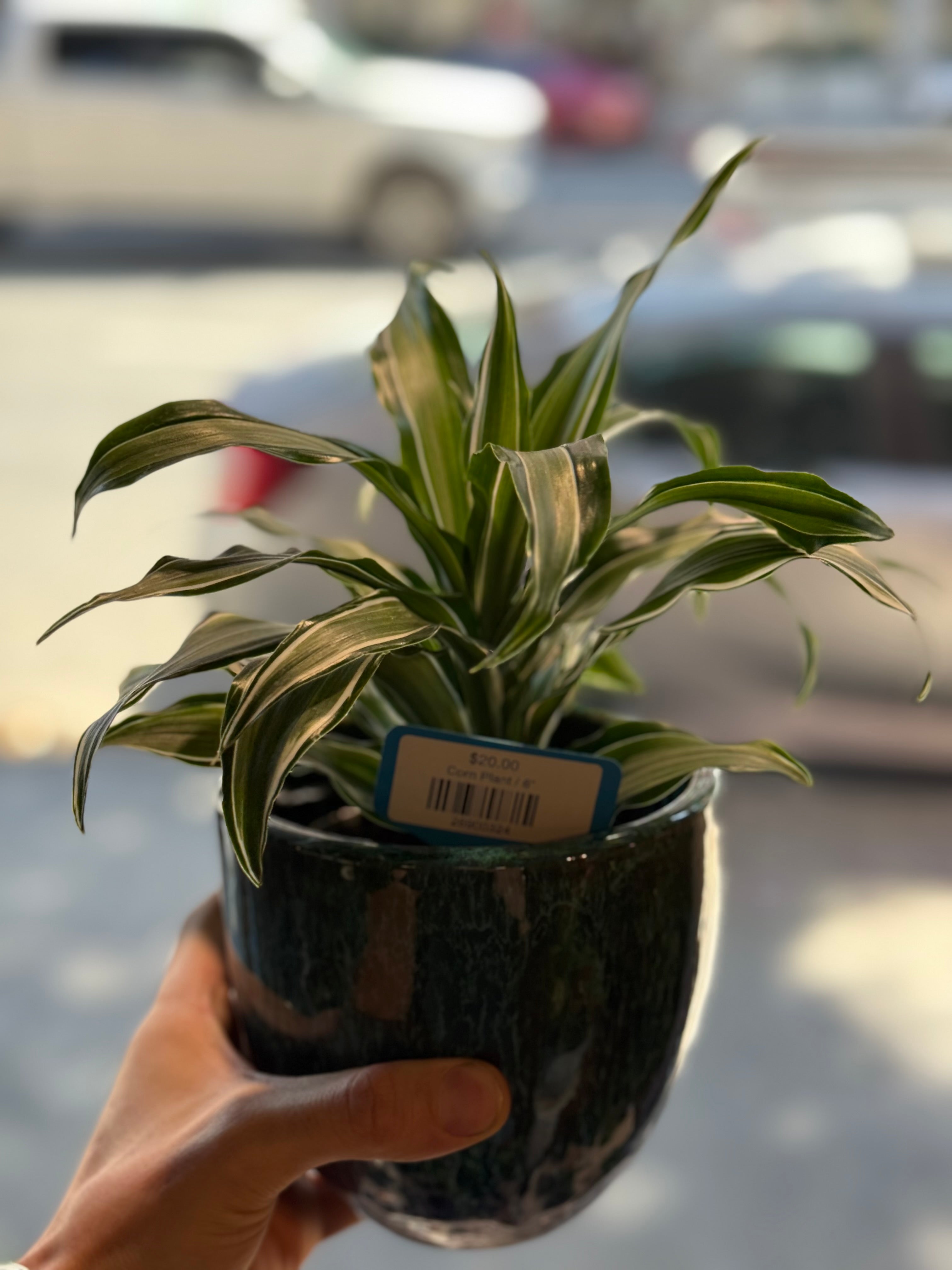 Corn Plant
