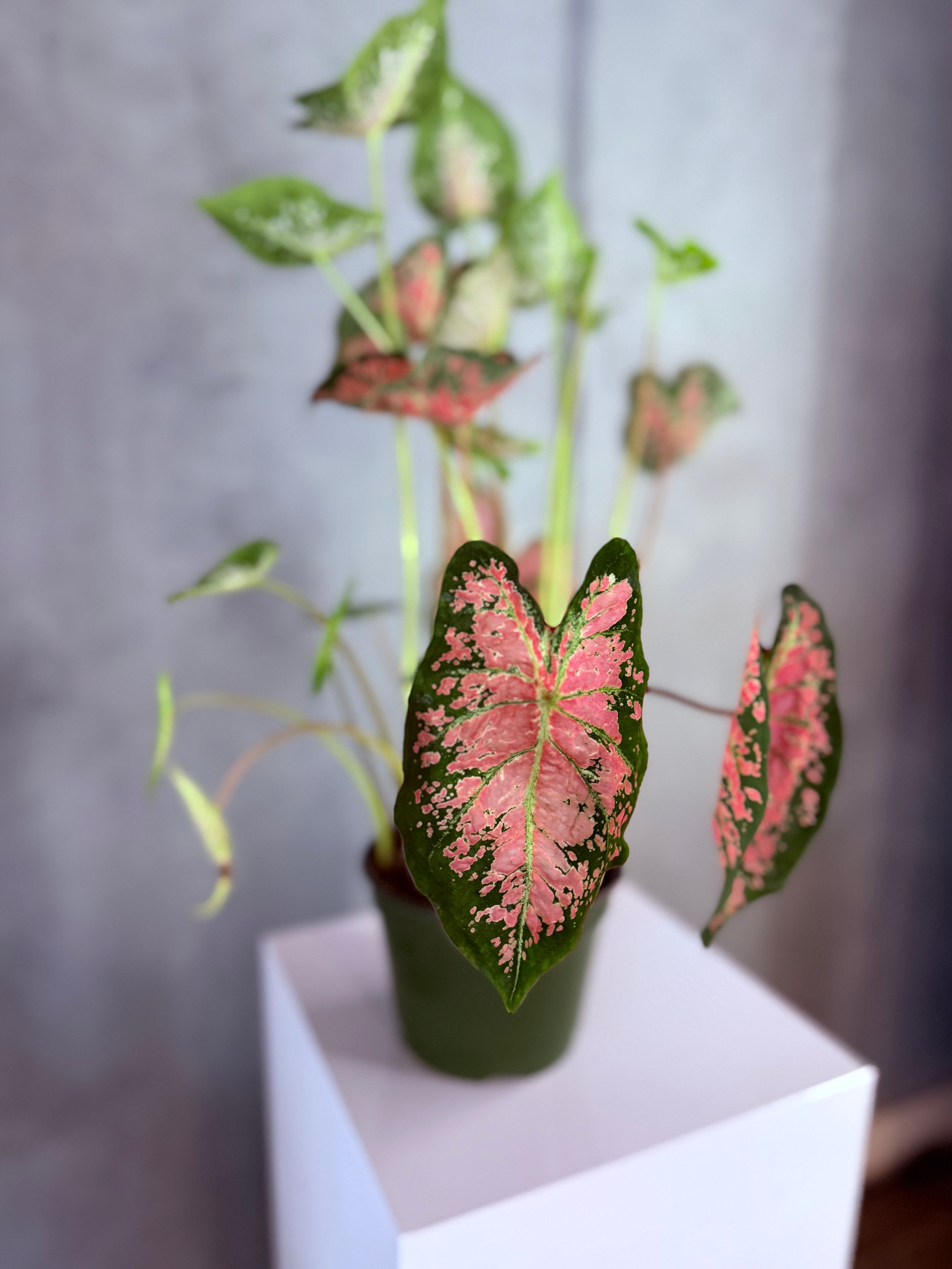 Caladium - Bicolor (Green & Light Pink)
