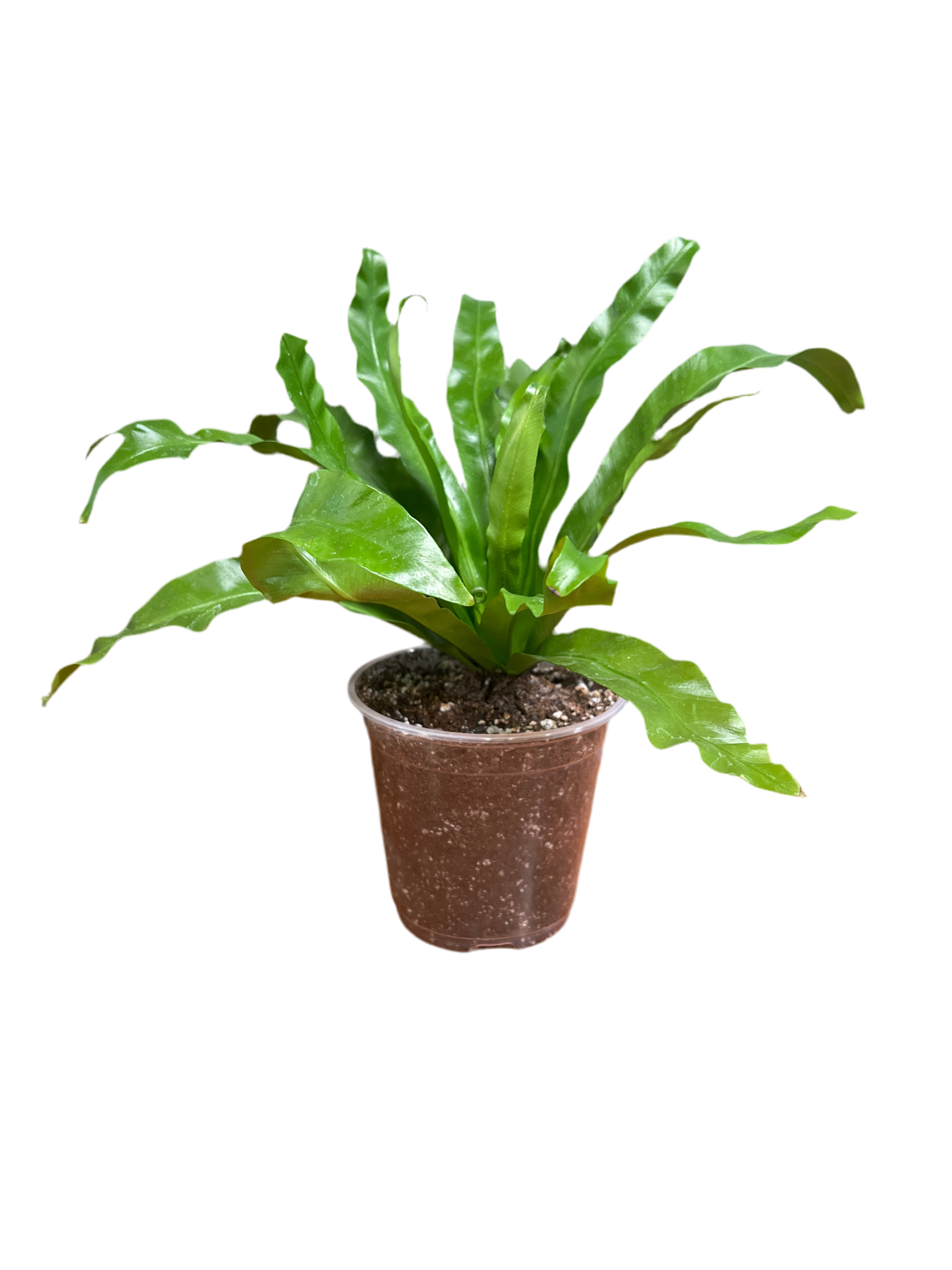 Bird’s Nest Fern