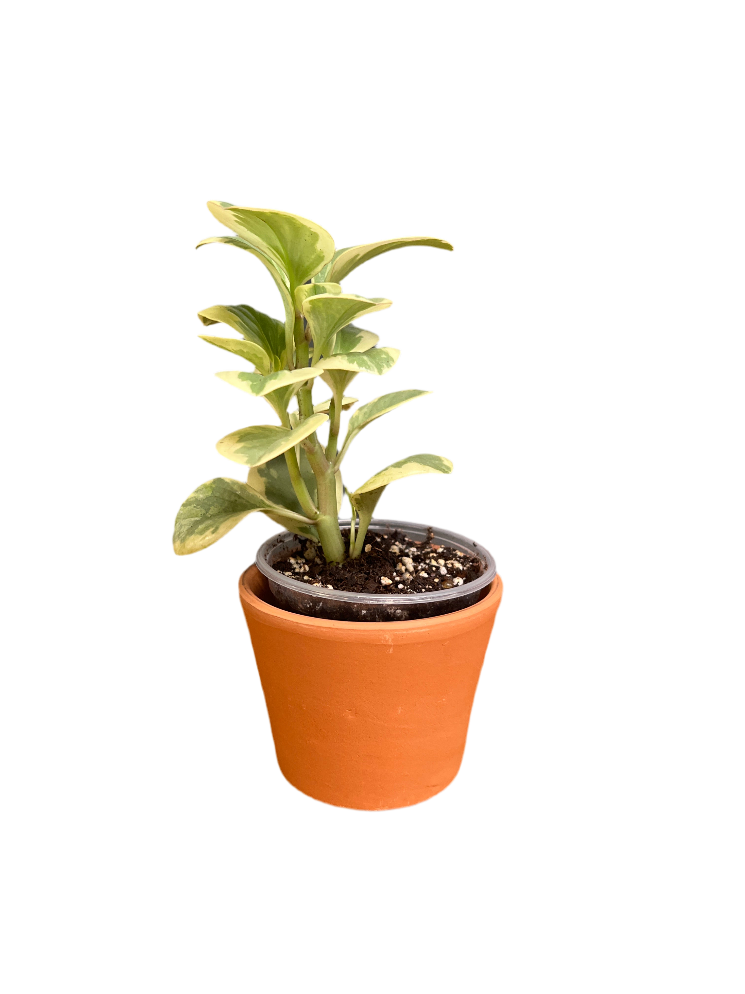 Peperomia - Marble