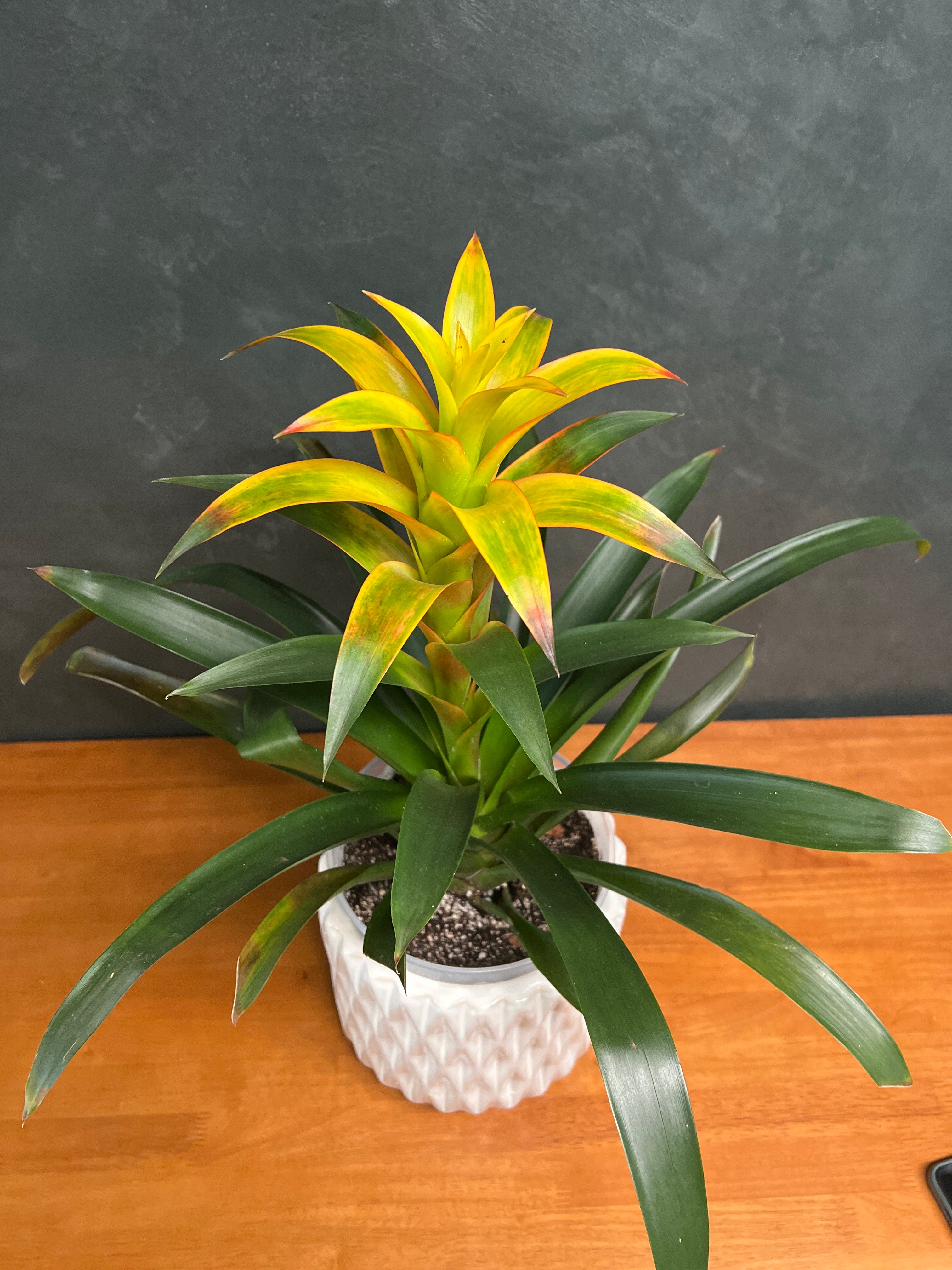 Bromeliad - Yellow