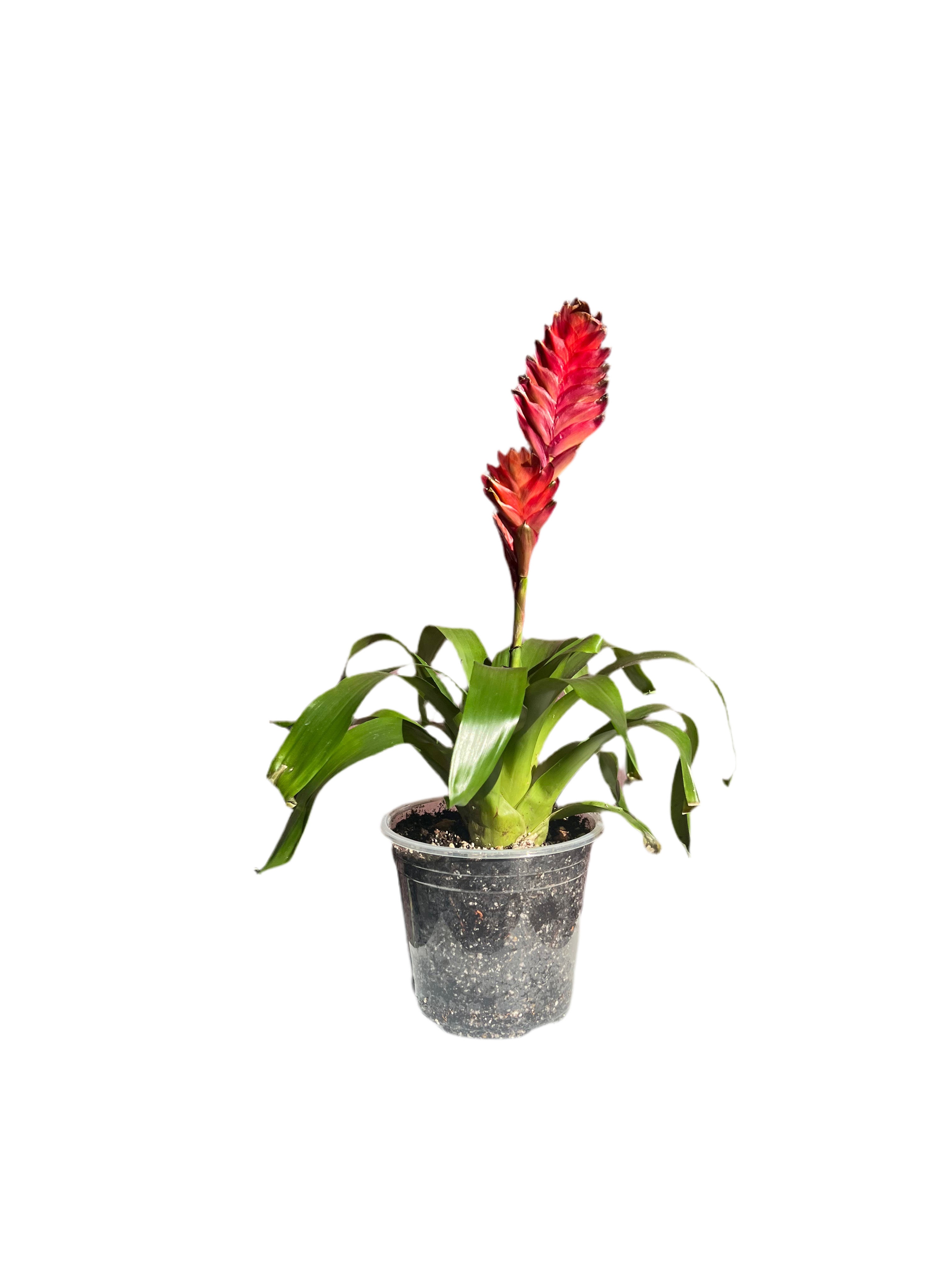 Bromeliad - Flaming Sword