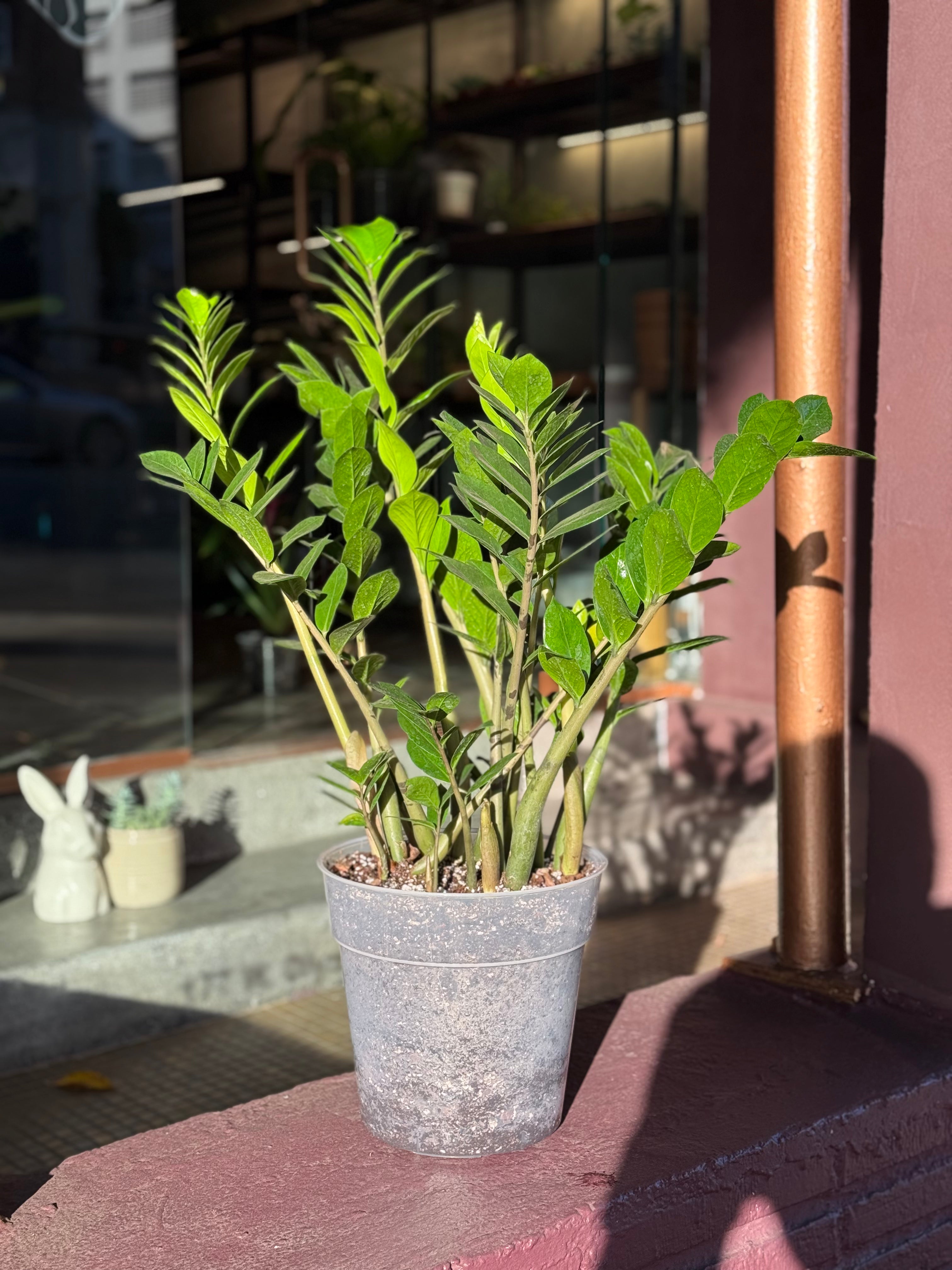 ZZ Plant