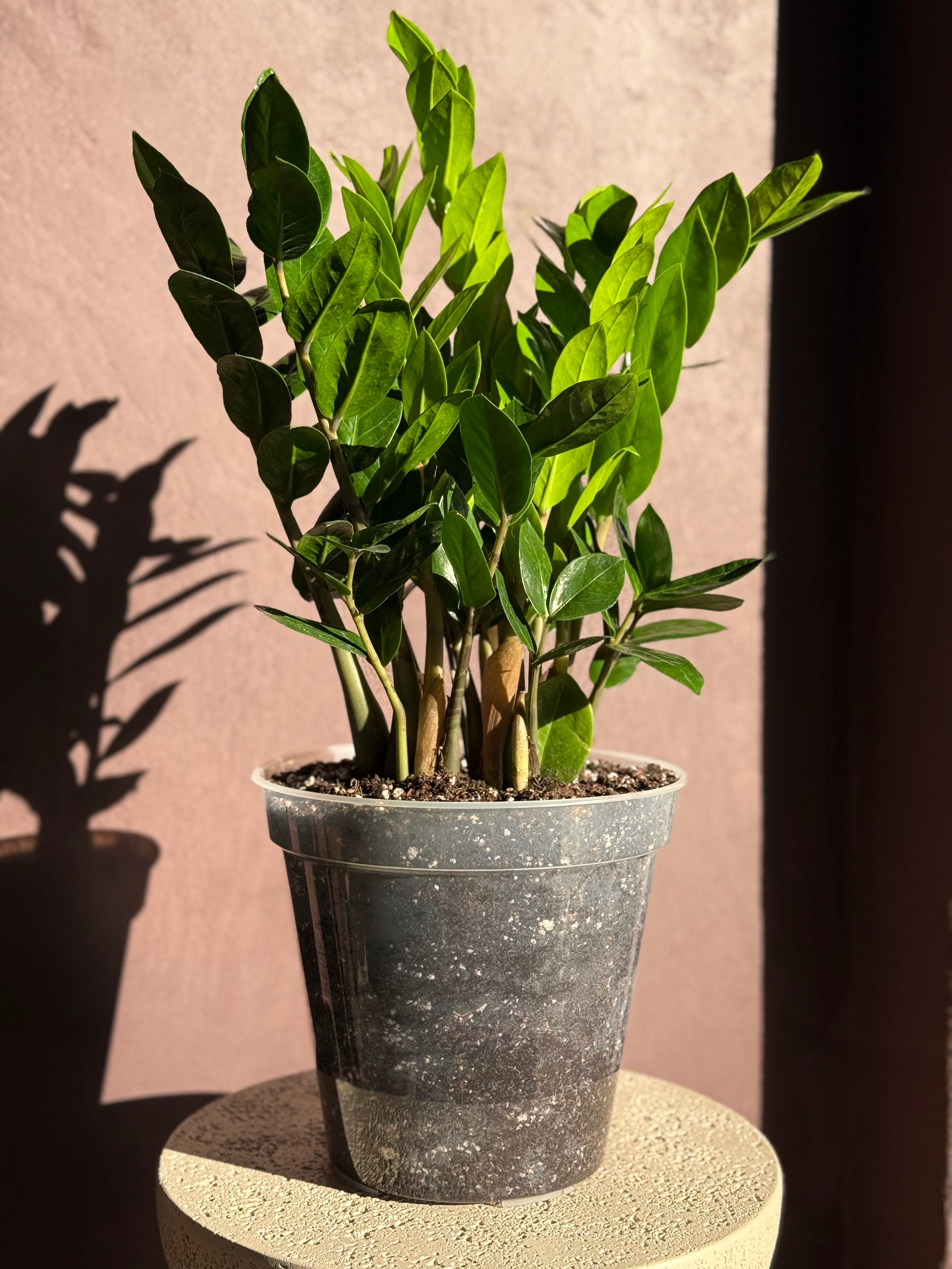 ZZ Plant