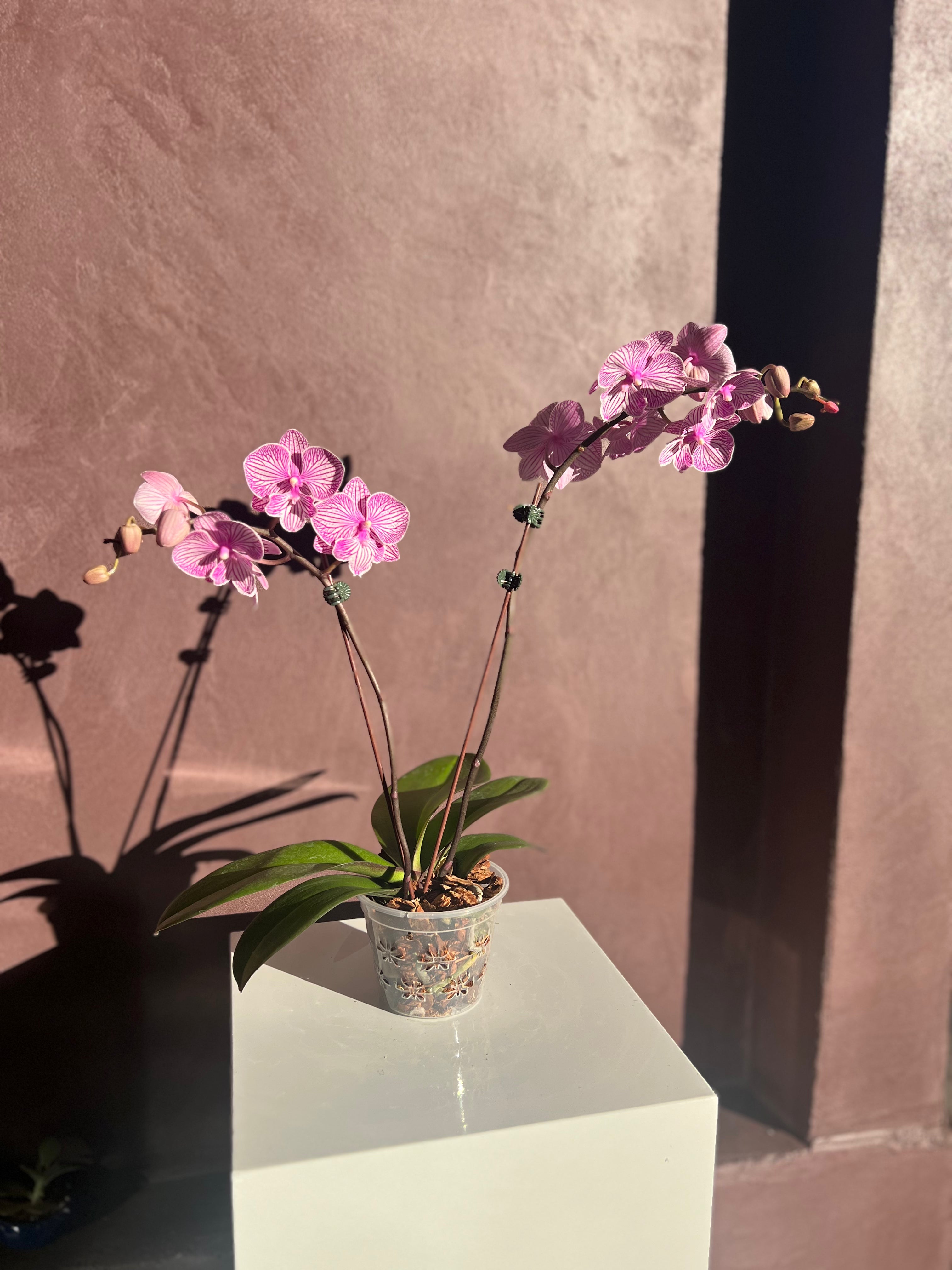 Orchid – Purple & White Stripes