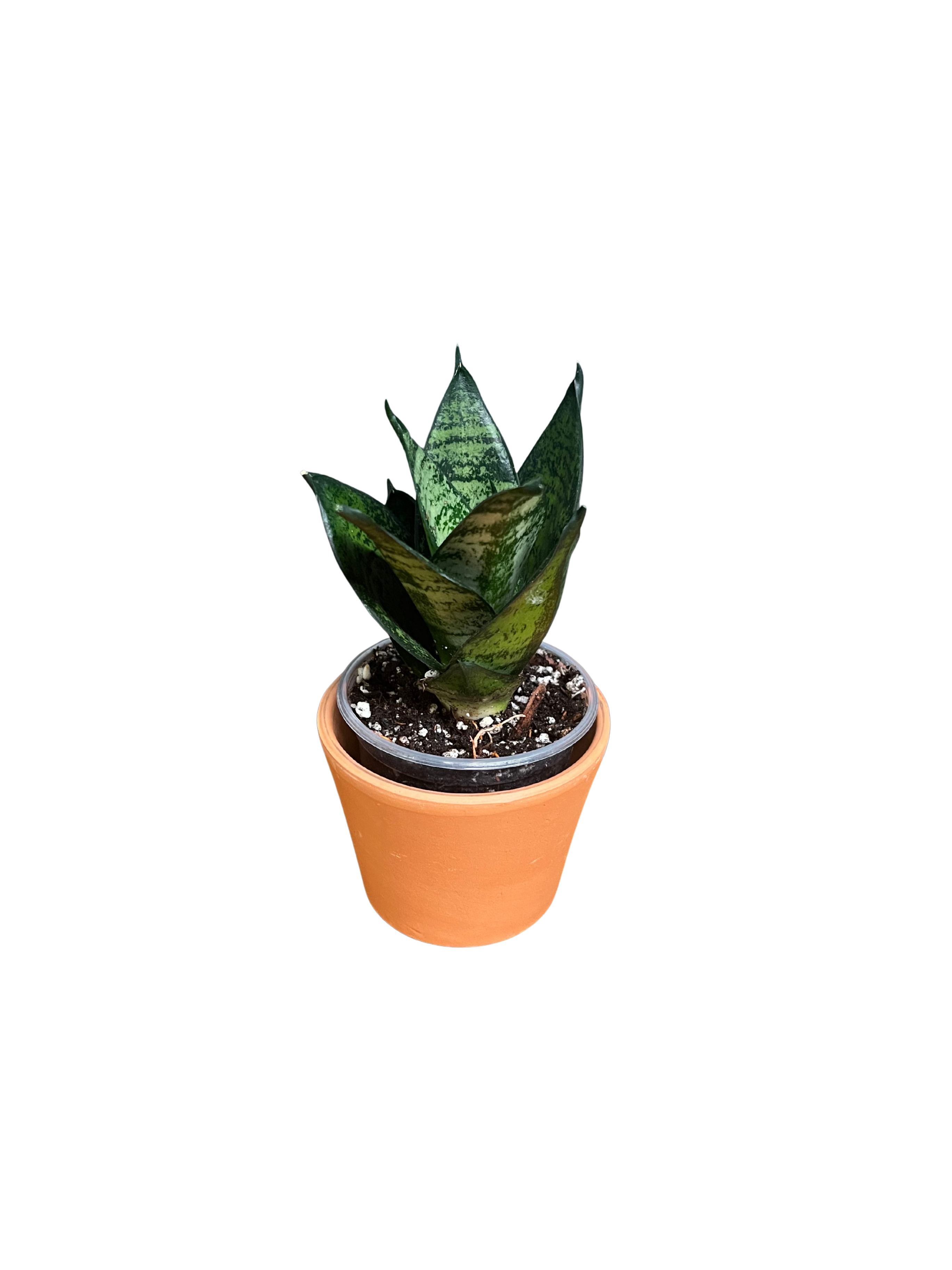 Dwarf Snake Plant – Zeylanica