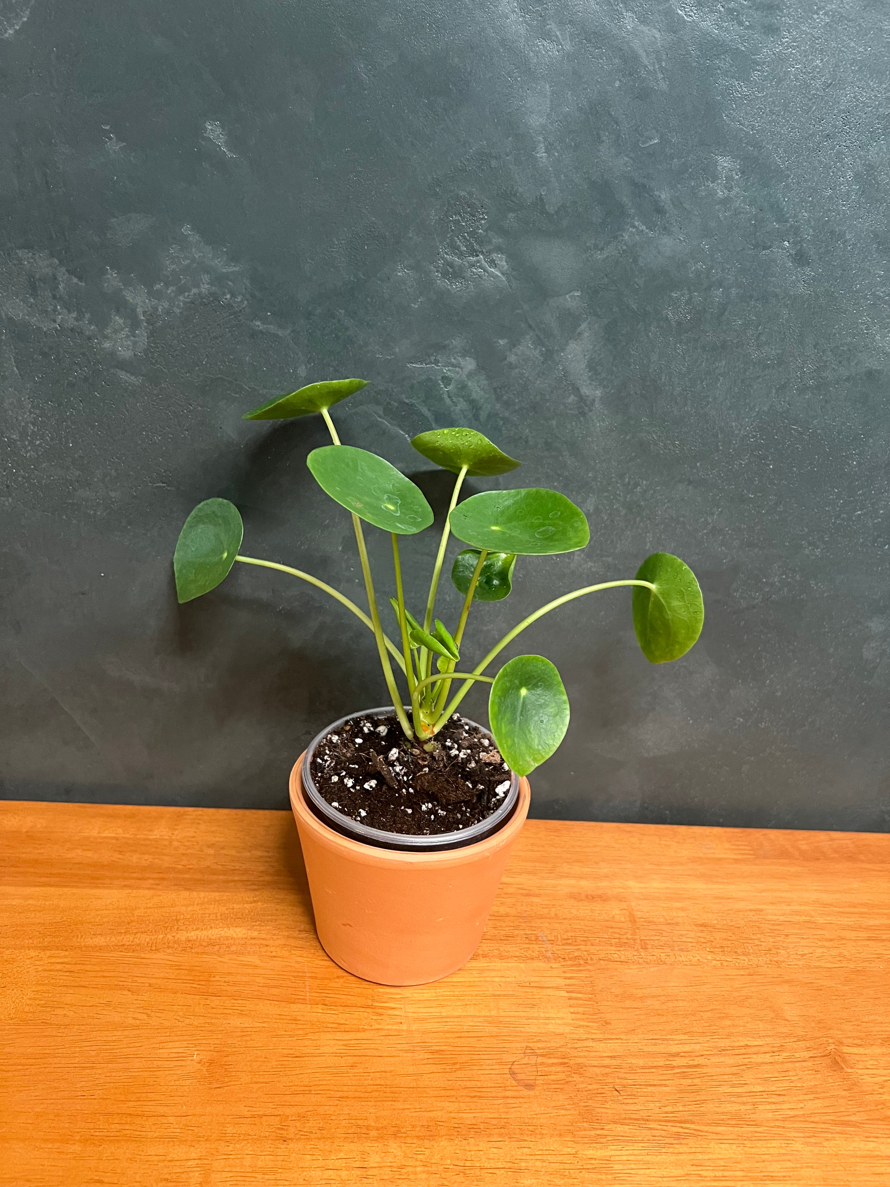 Chinese Money Plant