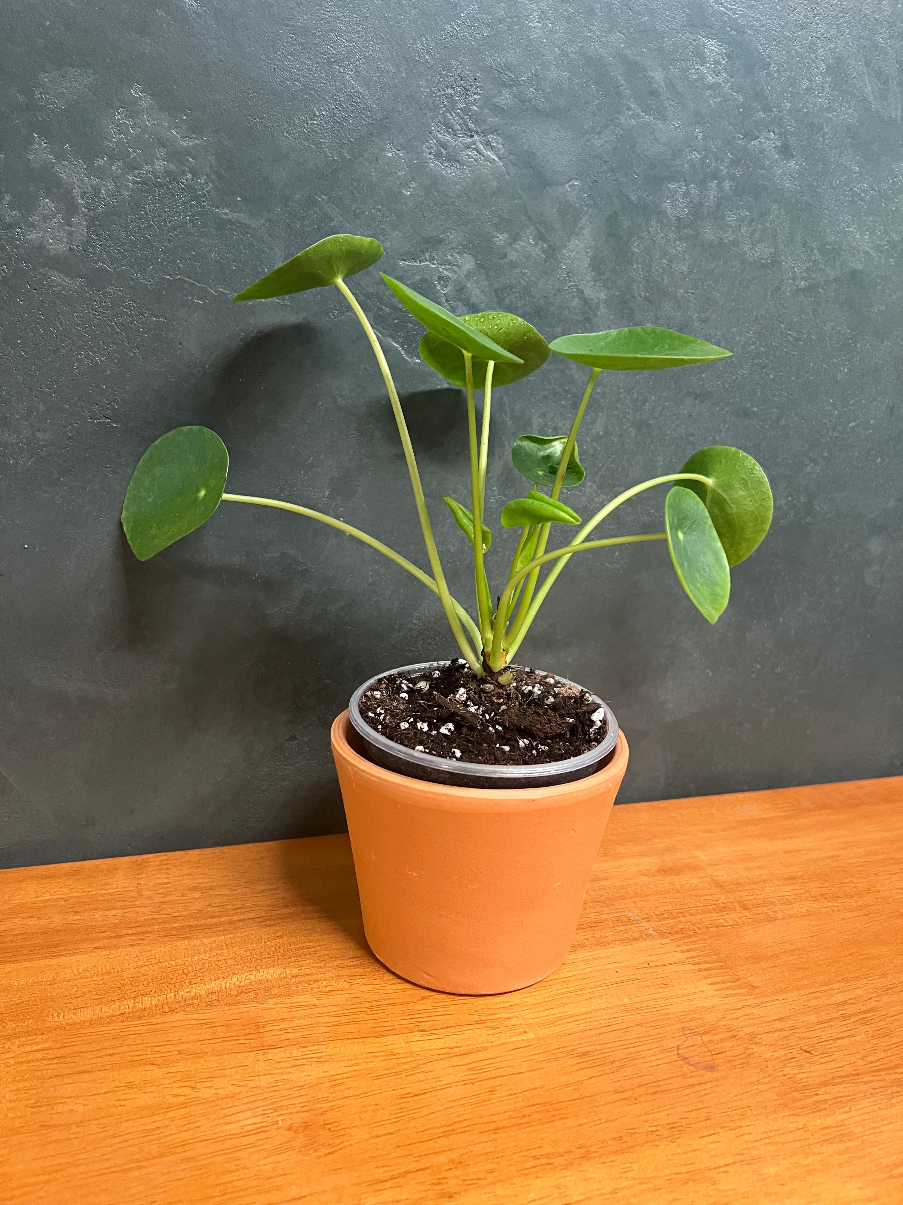 Chinese Money Plant
