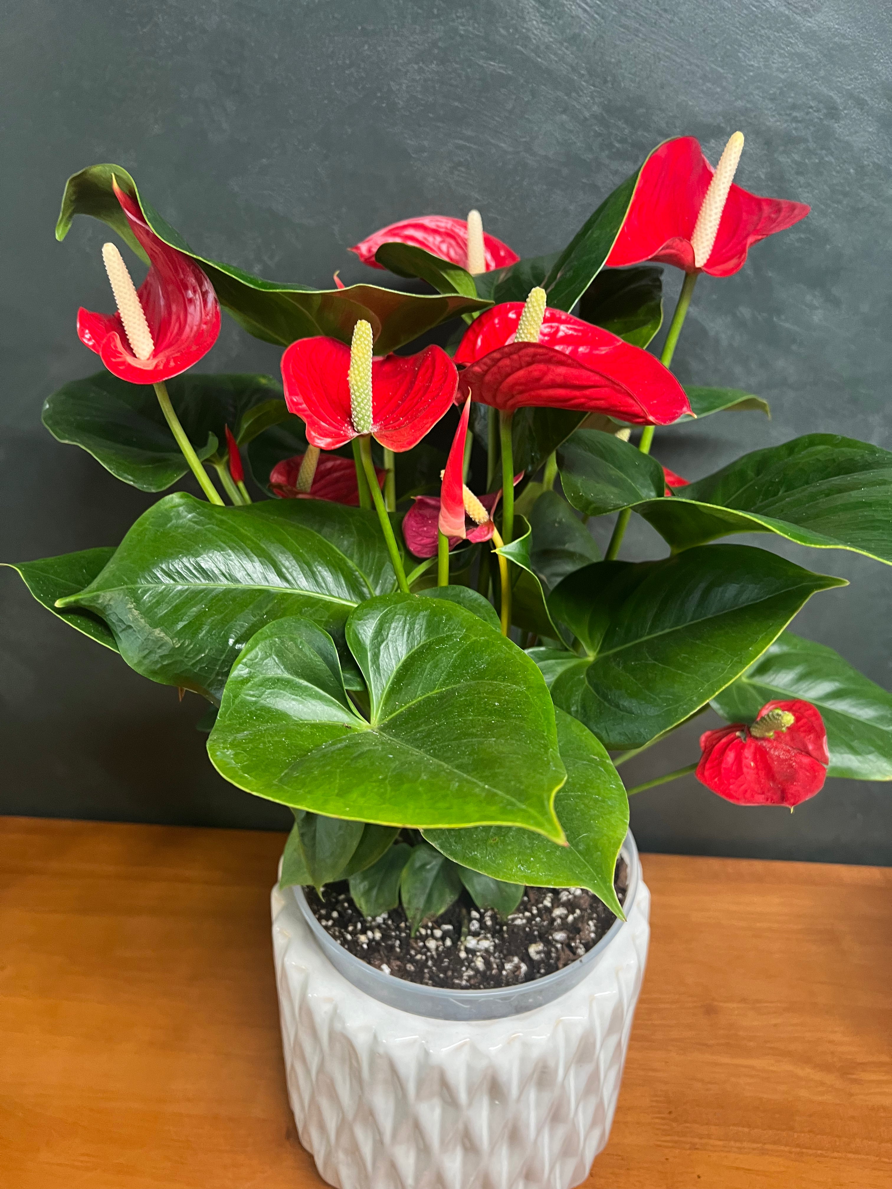 Anthurium – Flamingo Flower (Multiple Colors)