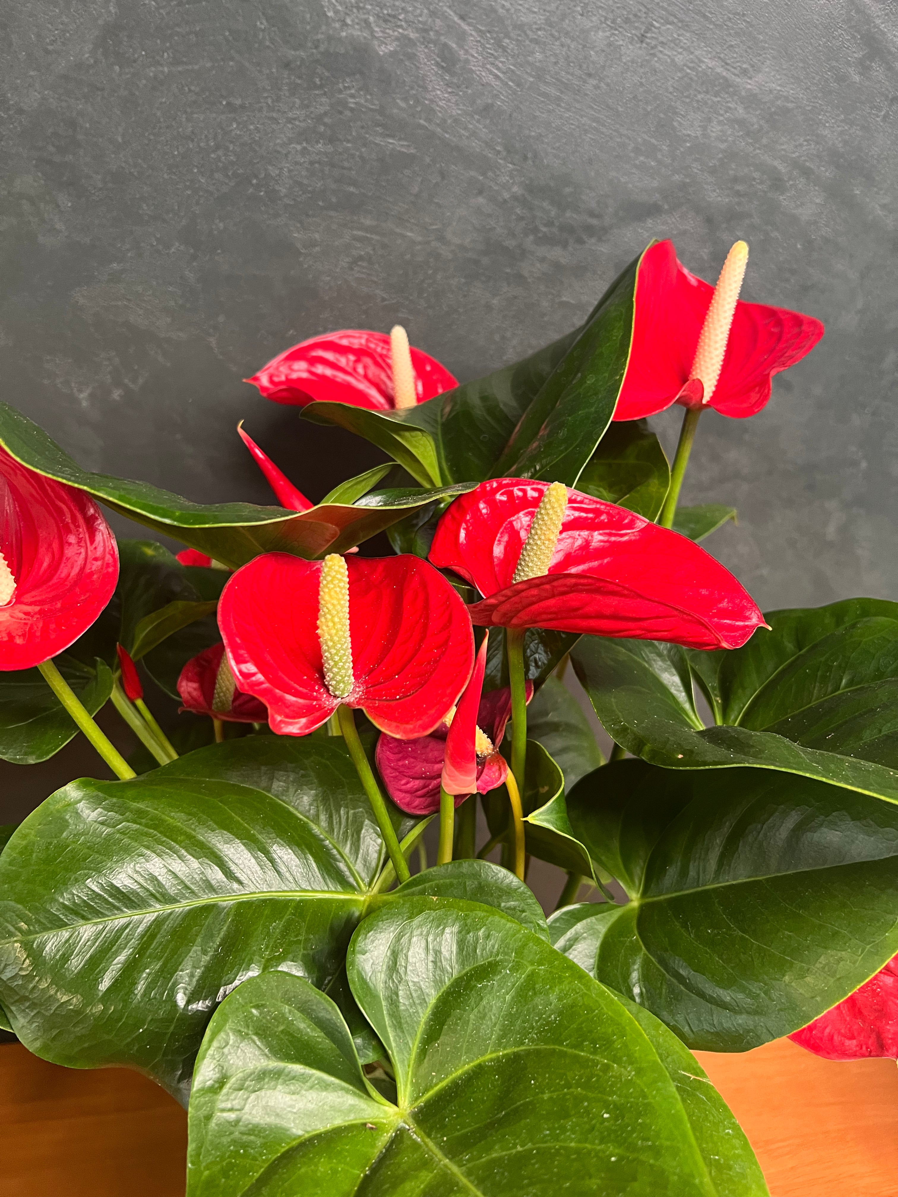 Anthurium – Flamingo Flower (Multiple Colors)