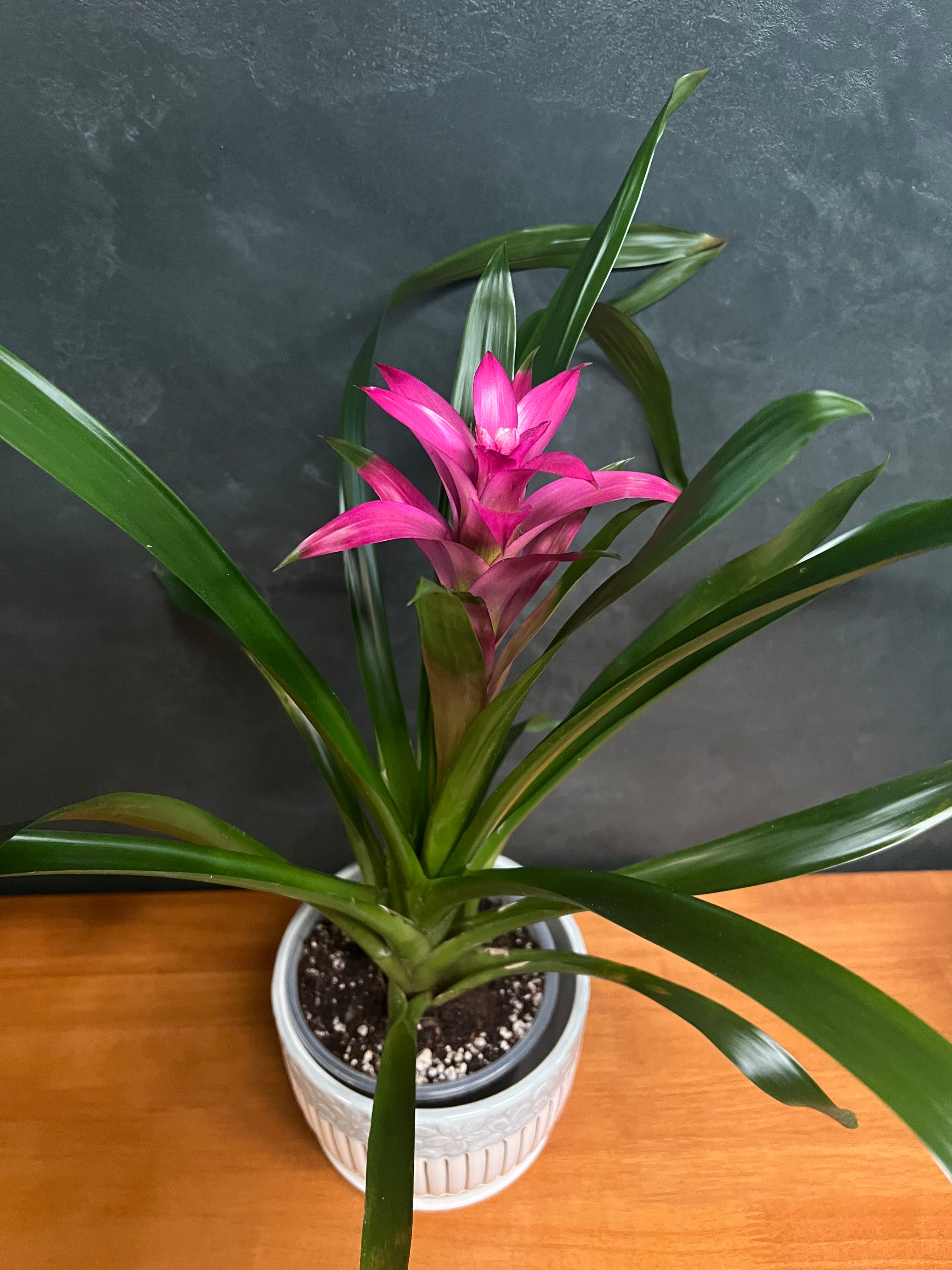 Bromeliad - Pink