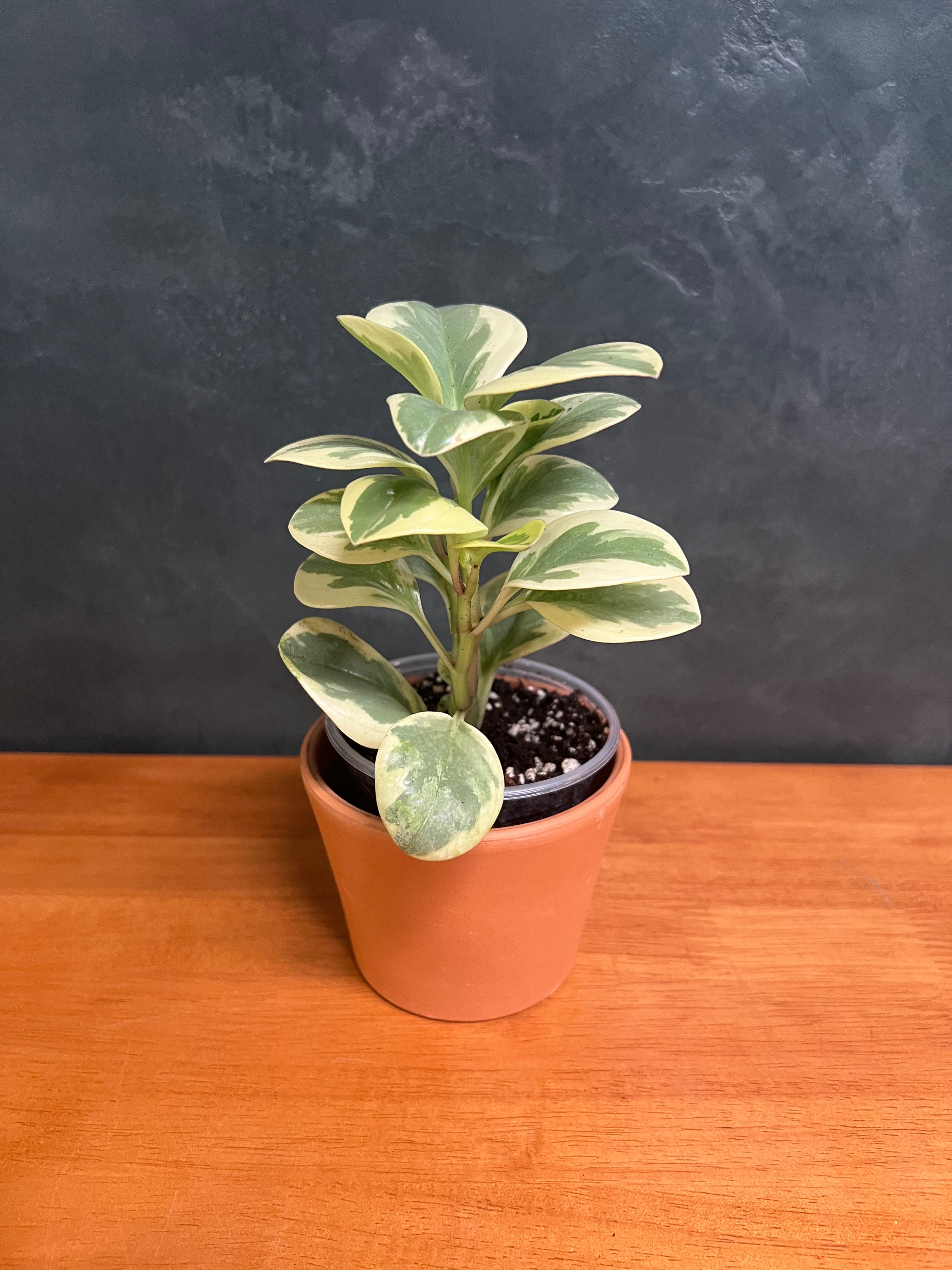 Ficus Rubber Plant - Ruby