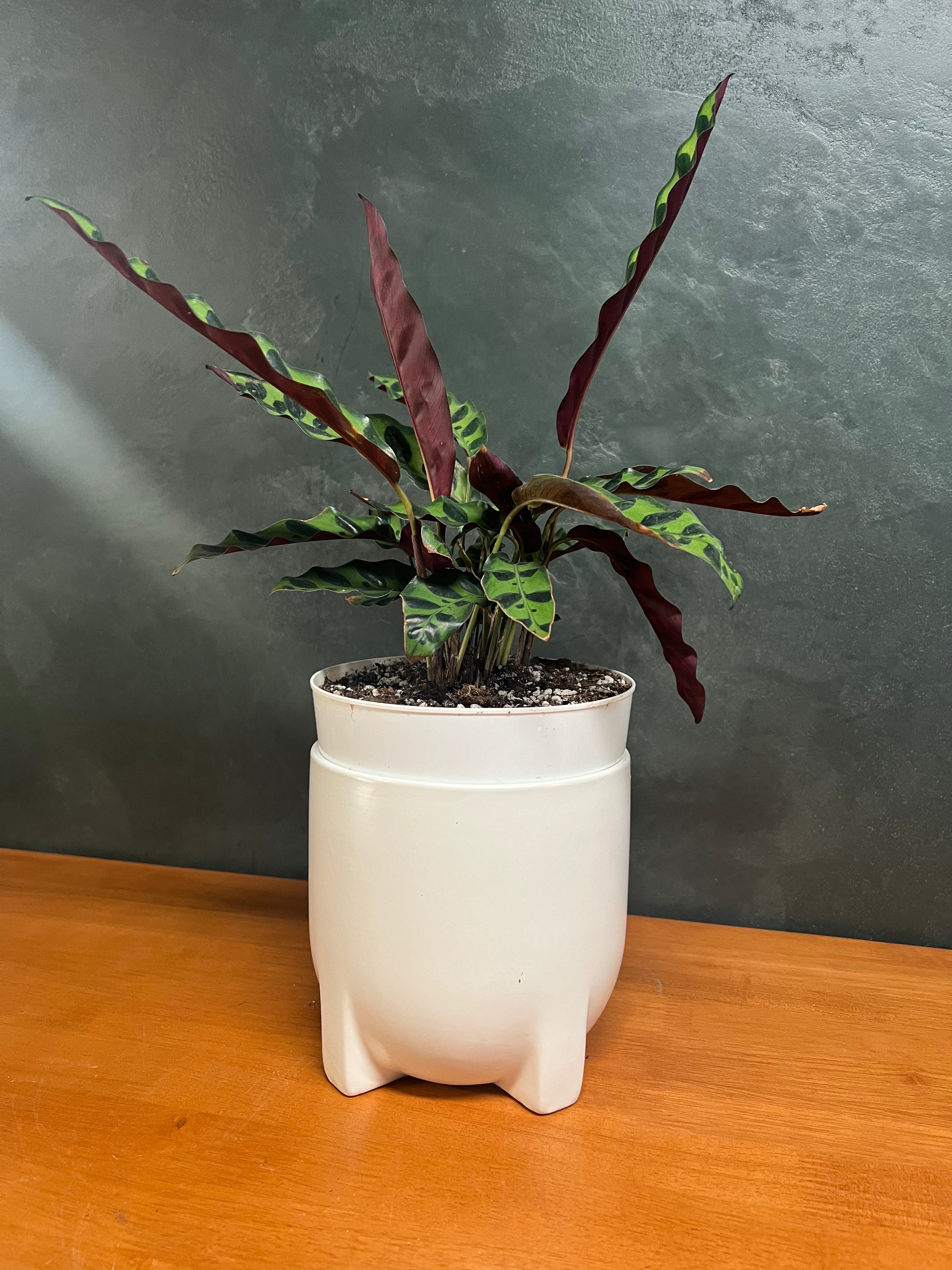 Calathea - Rattlesnake